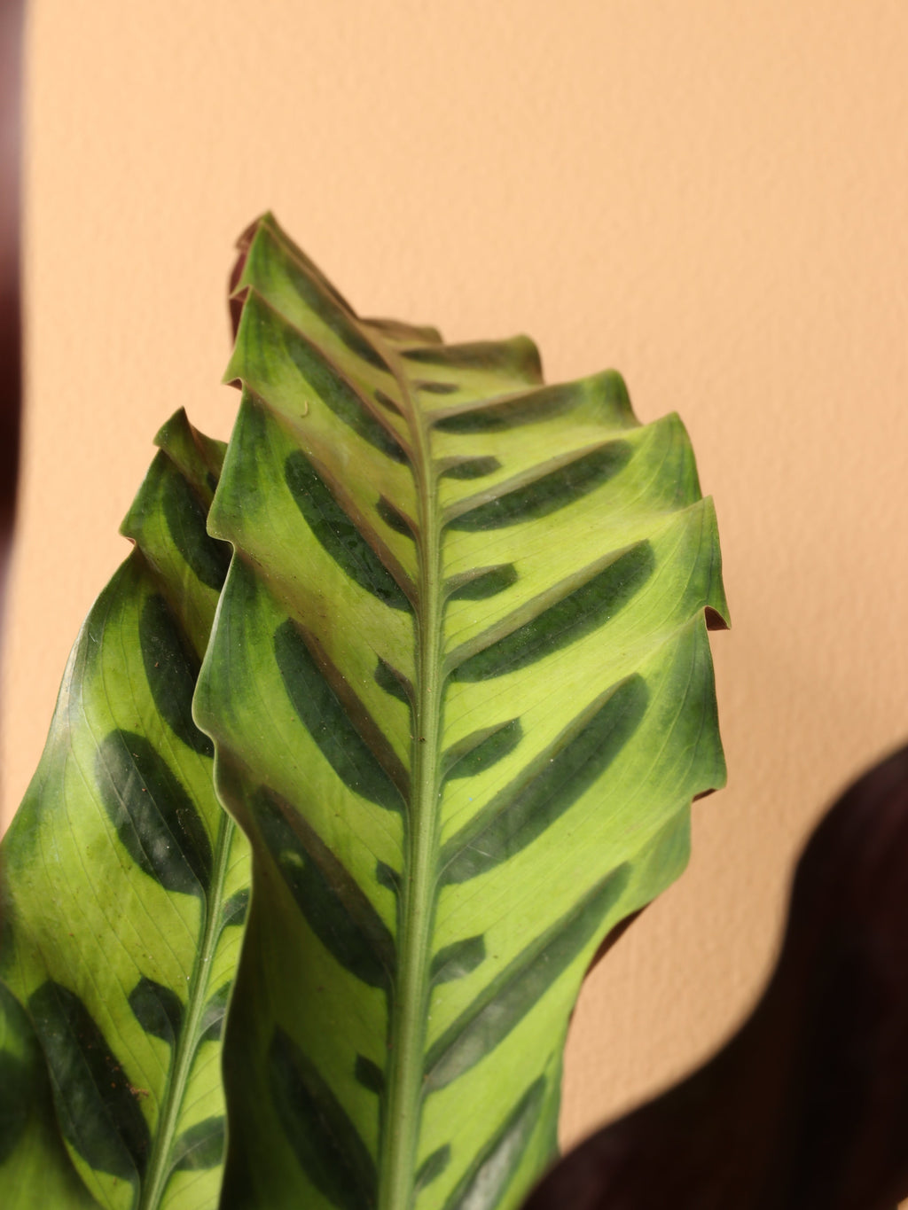 Large Calathea Rattlesnake