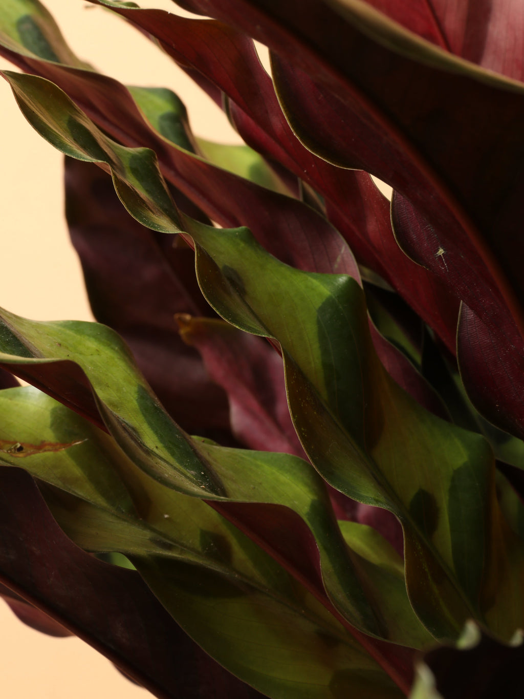 Large Calathea Rattlesnake