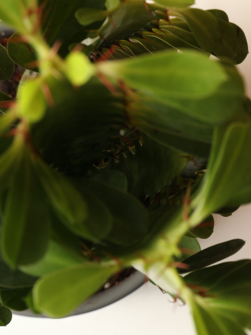 Small African Milk Tree (Euphorbia Cactus)