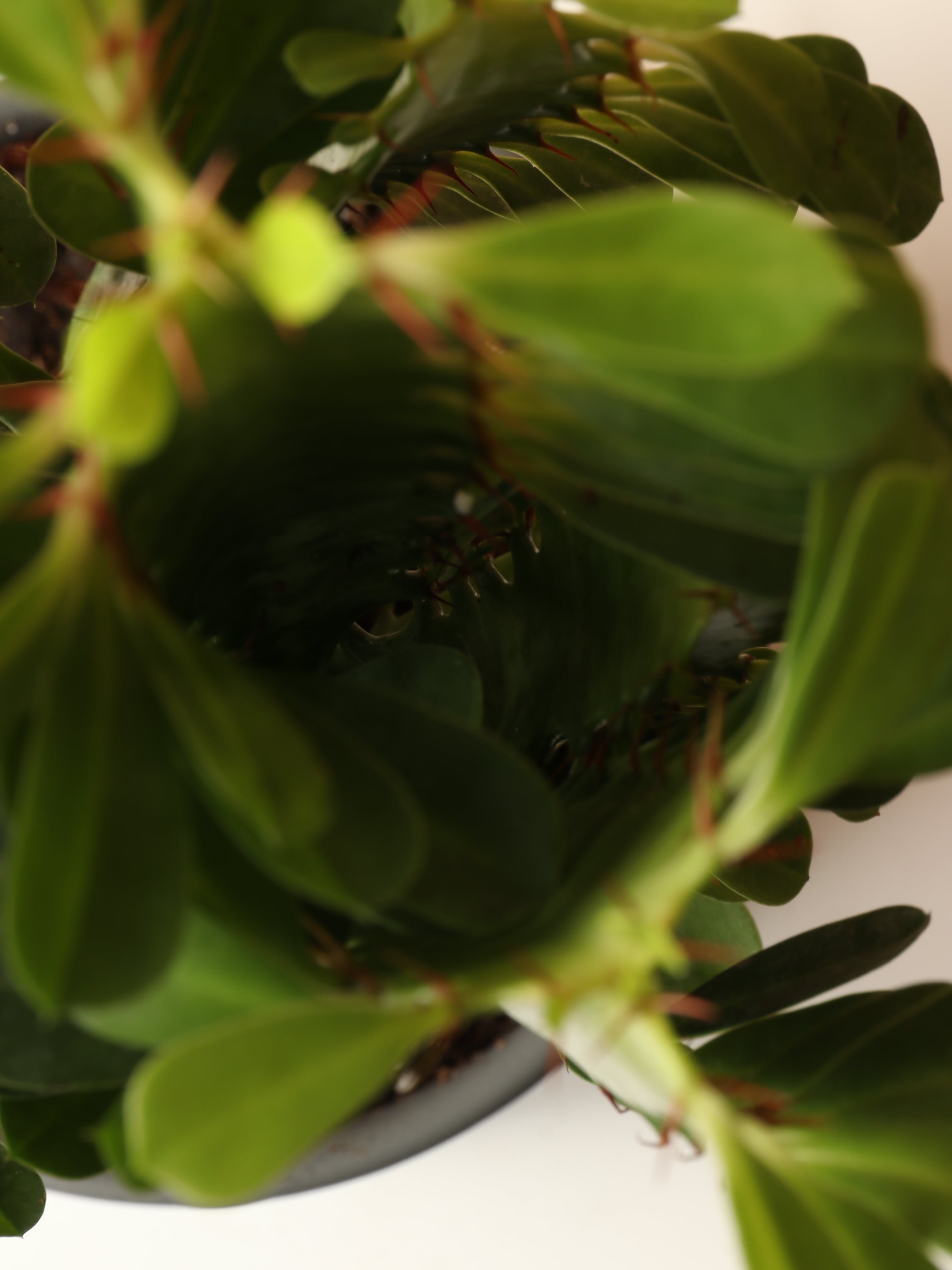 Small African Milk Tree (Euphorbia Cactus)