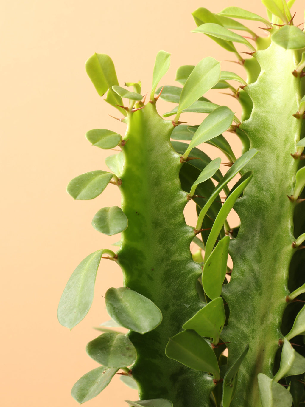 Small African Milk Tree (Euphorbia Cactus)