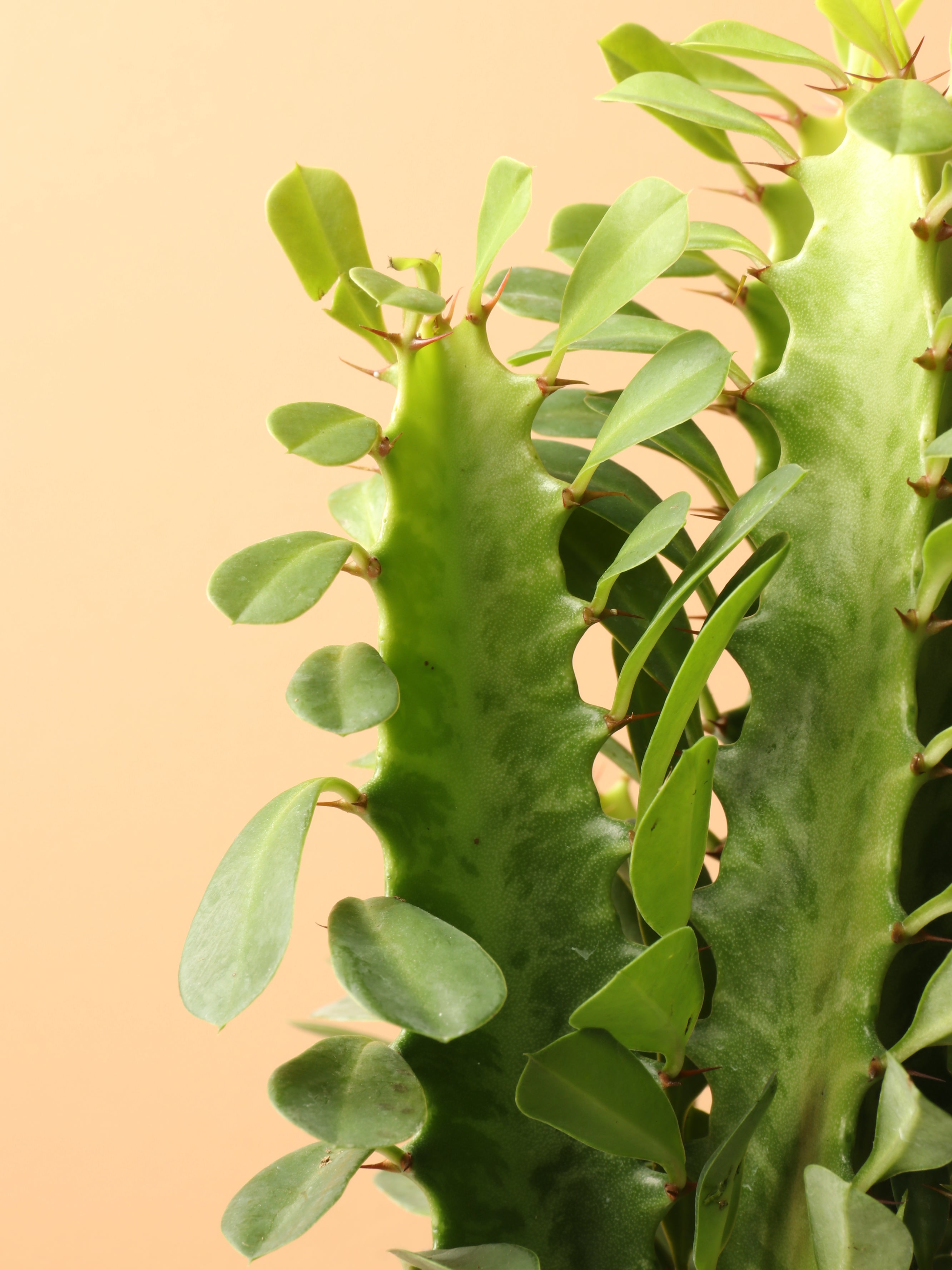 Small African Milk Tree (Euphorbia Cactus)