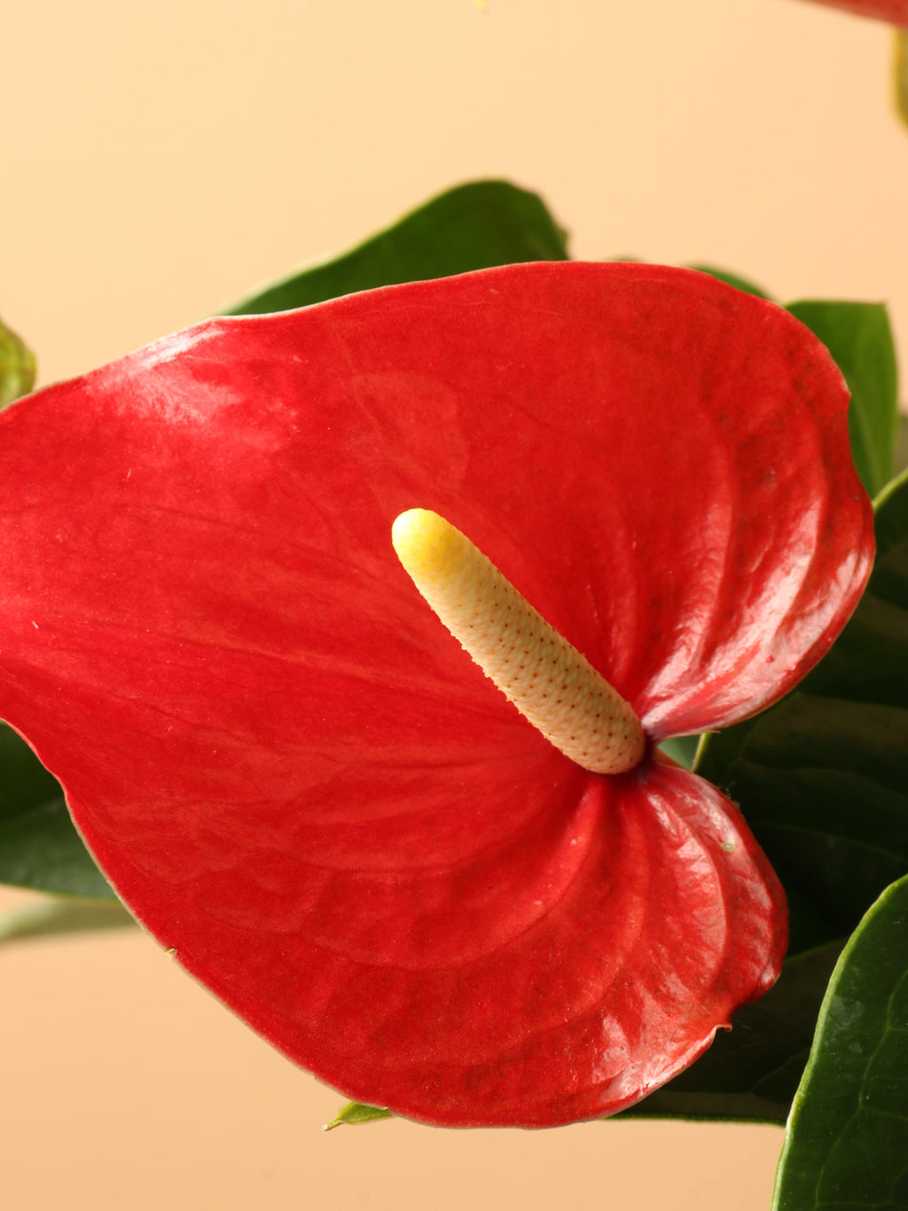 Large Red Anthurium