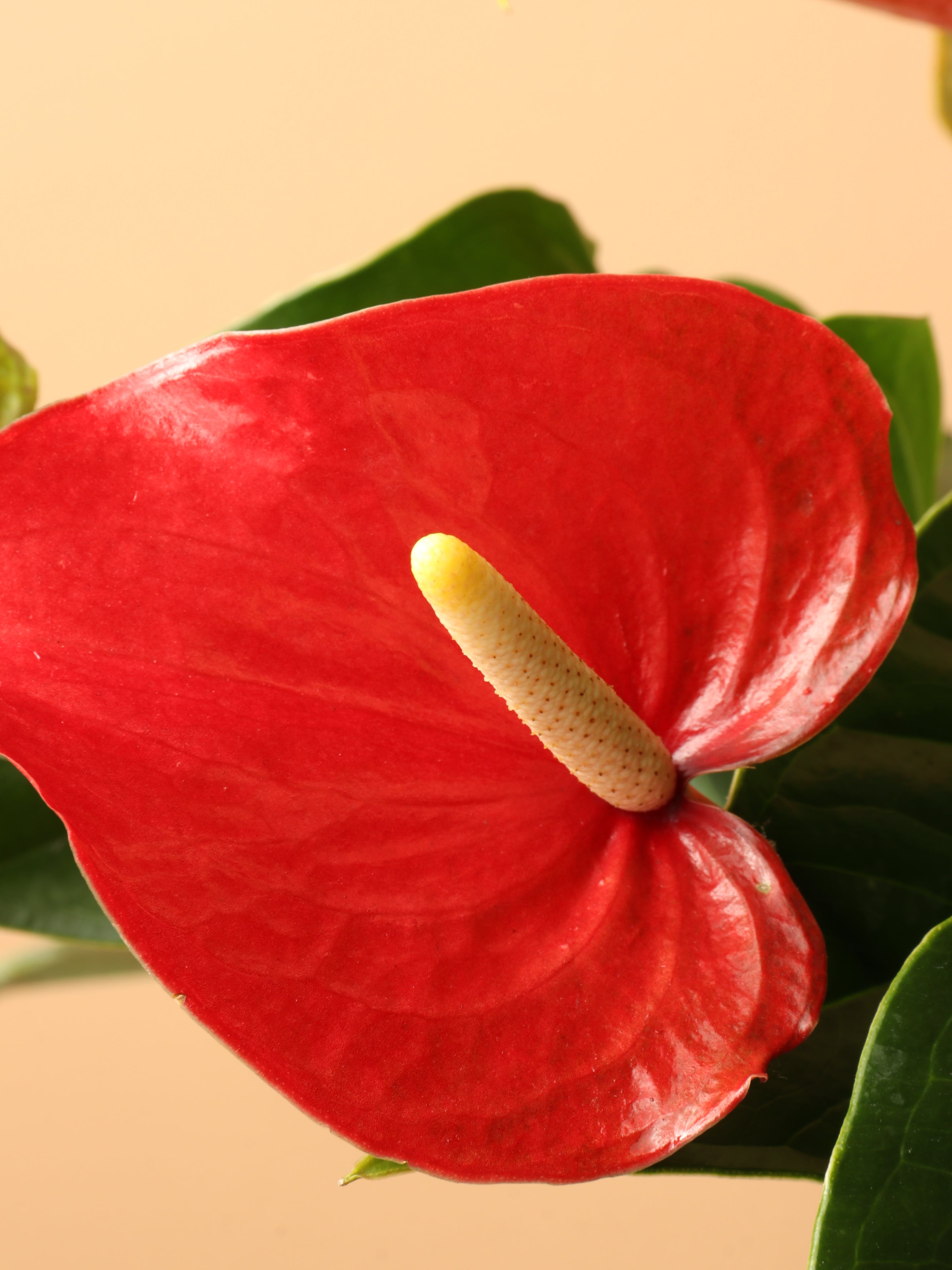 Large Red Anthurium