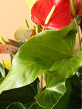 Large Red Anthurium