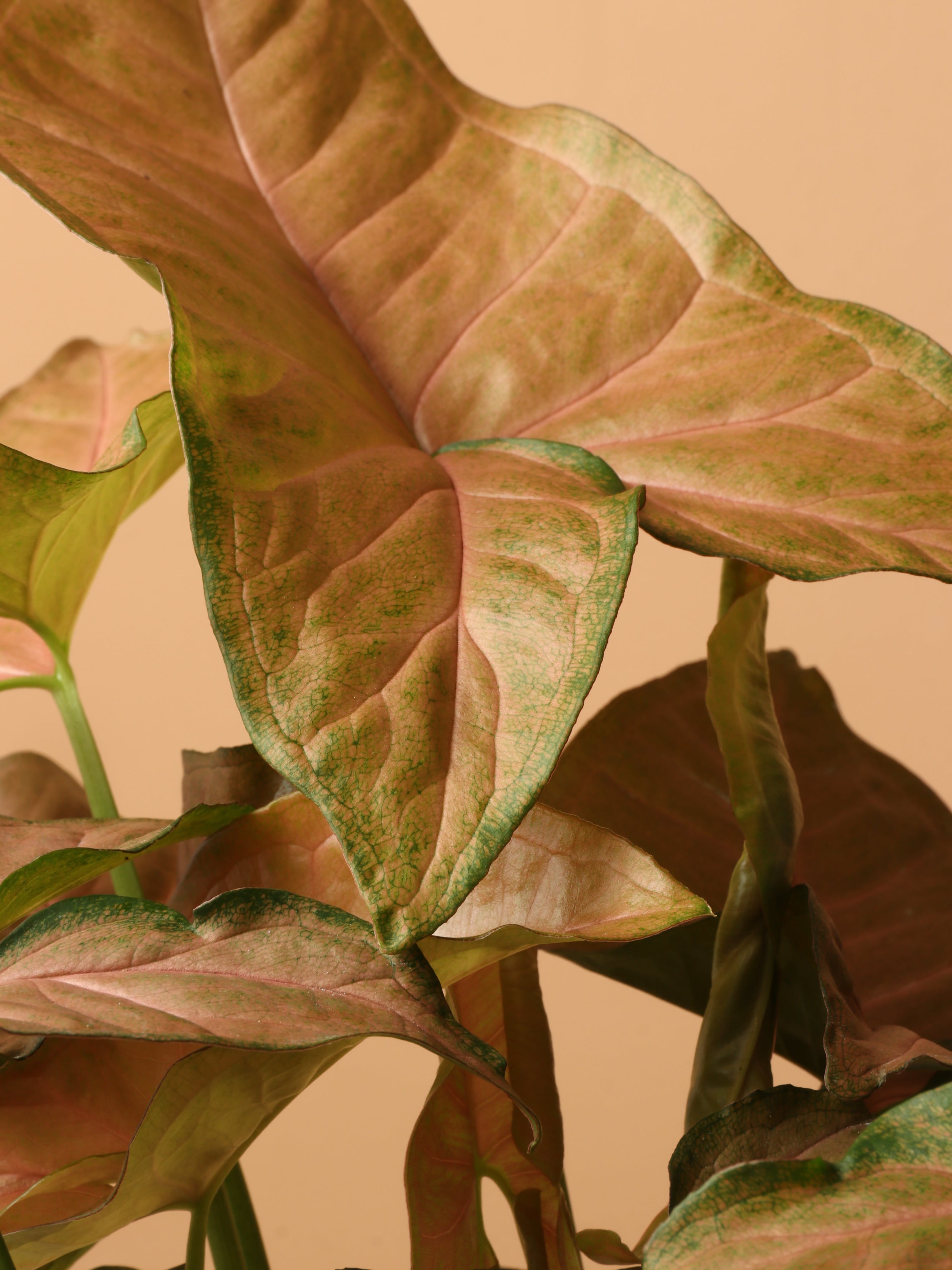 Medium Pink Arrowhead Plant