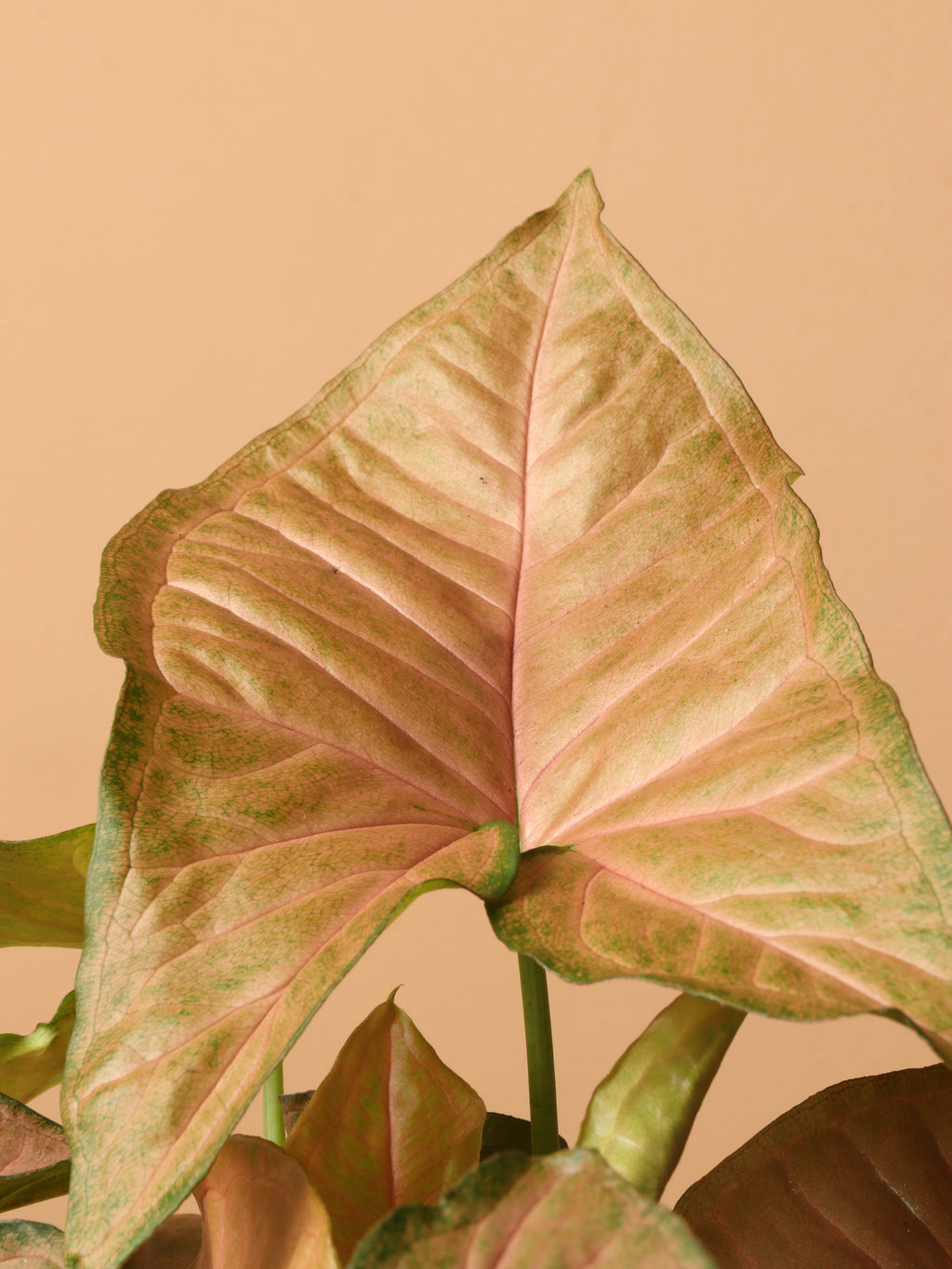 Medium Pink Arrowhead Plant