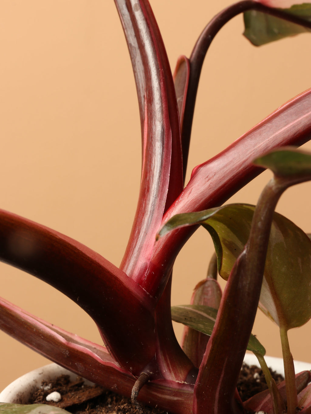 Small Philodendron 'Pink Princess'