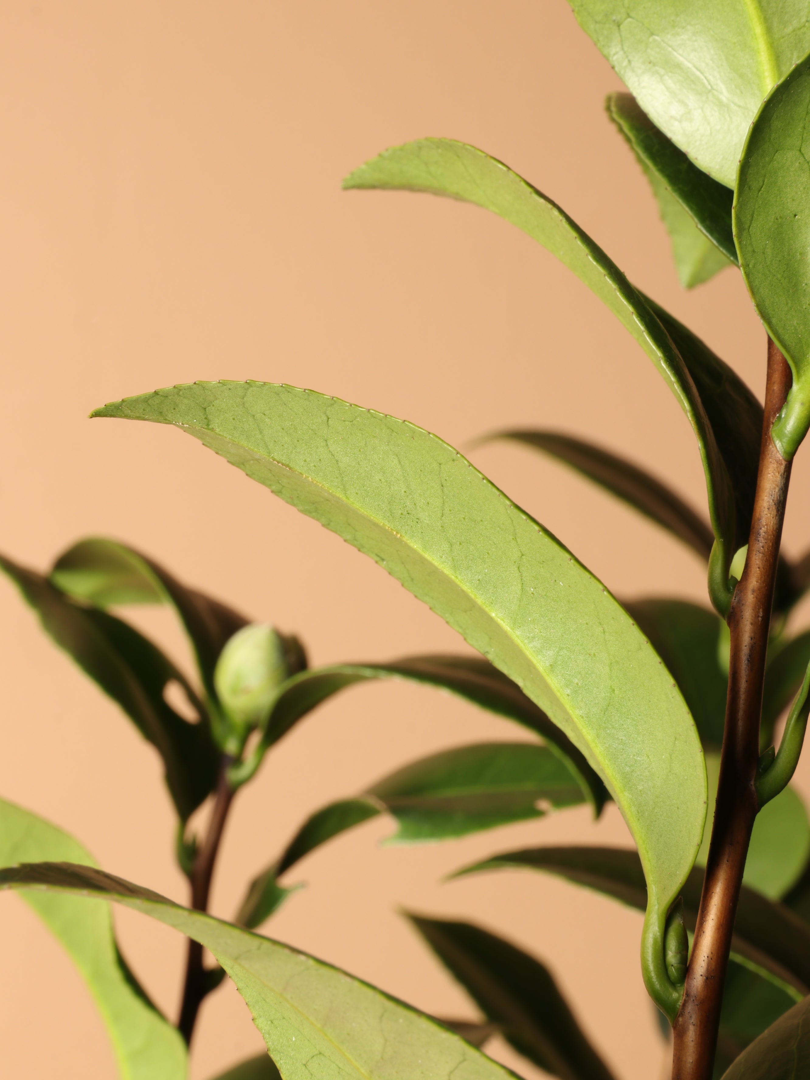 Large Camellia Plants (Pink)