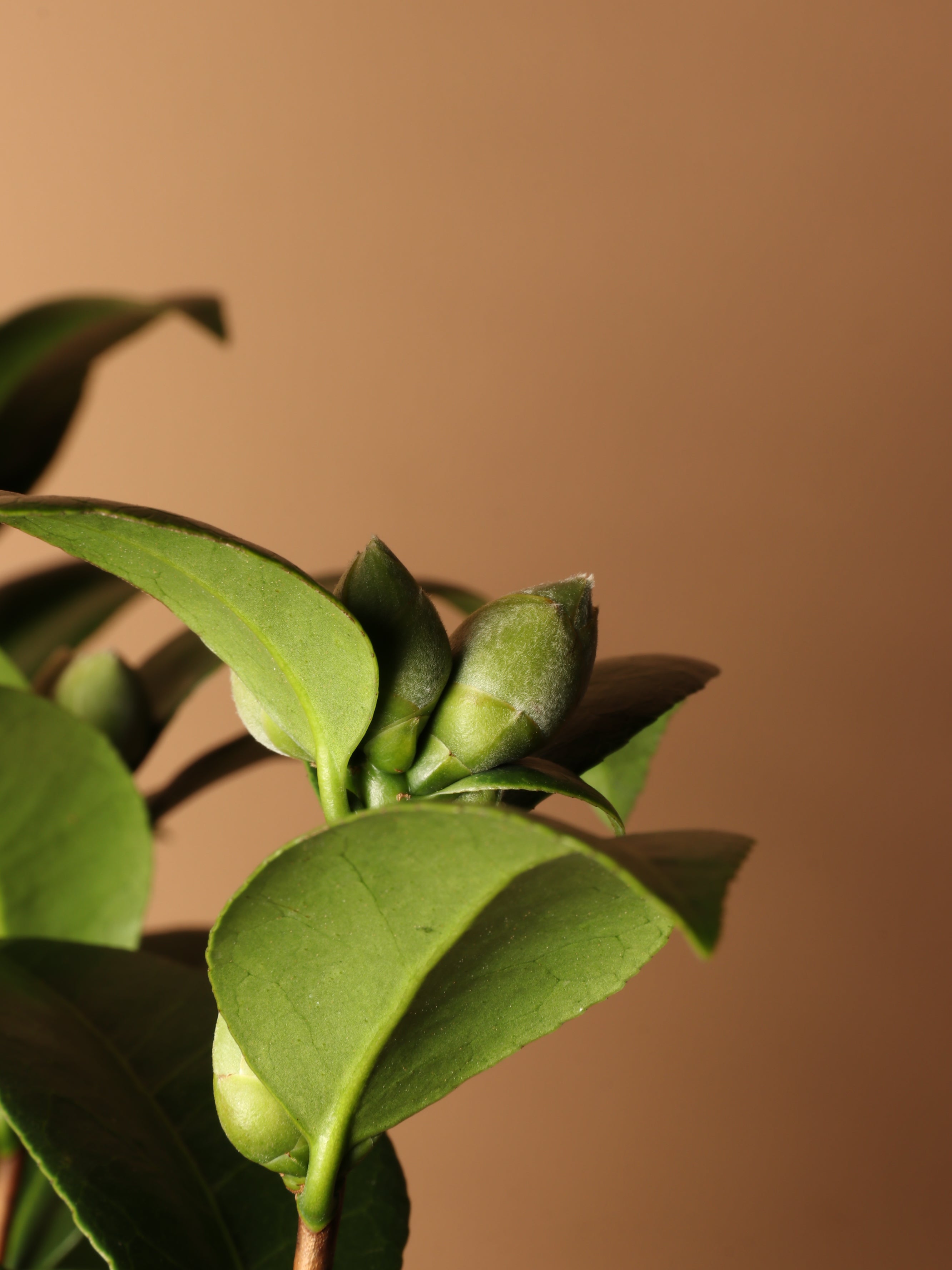 Large Camellia Plants (Pink)