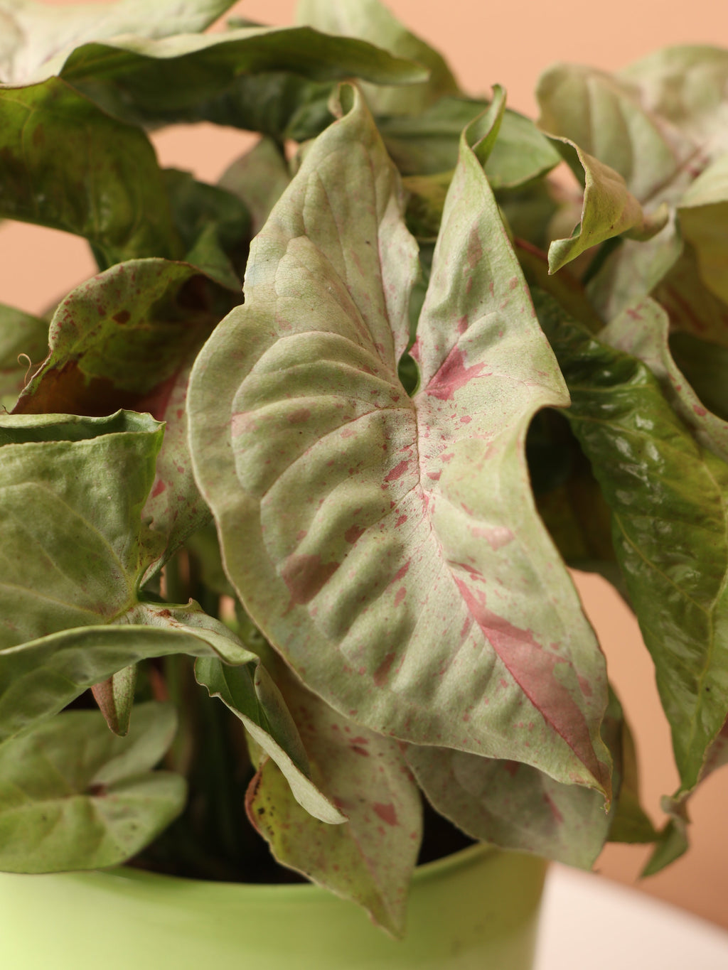 Medium Pink Arrowhead Syngonium 'Neon Robusta'