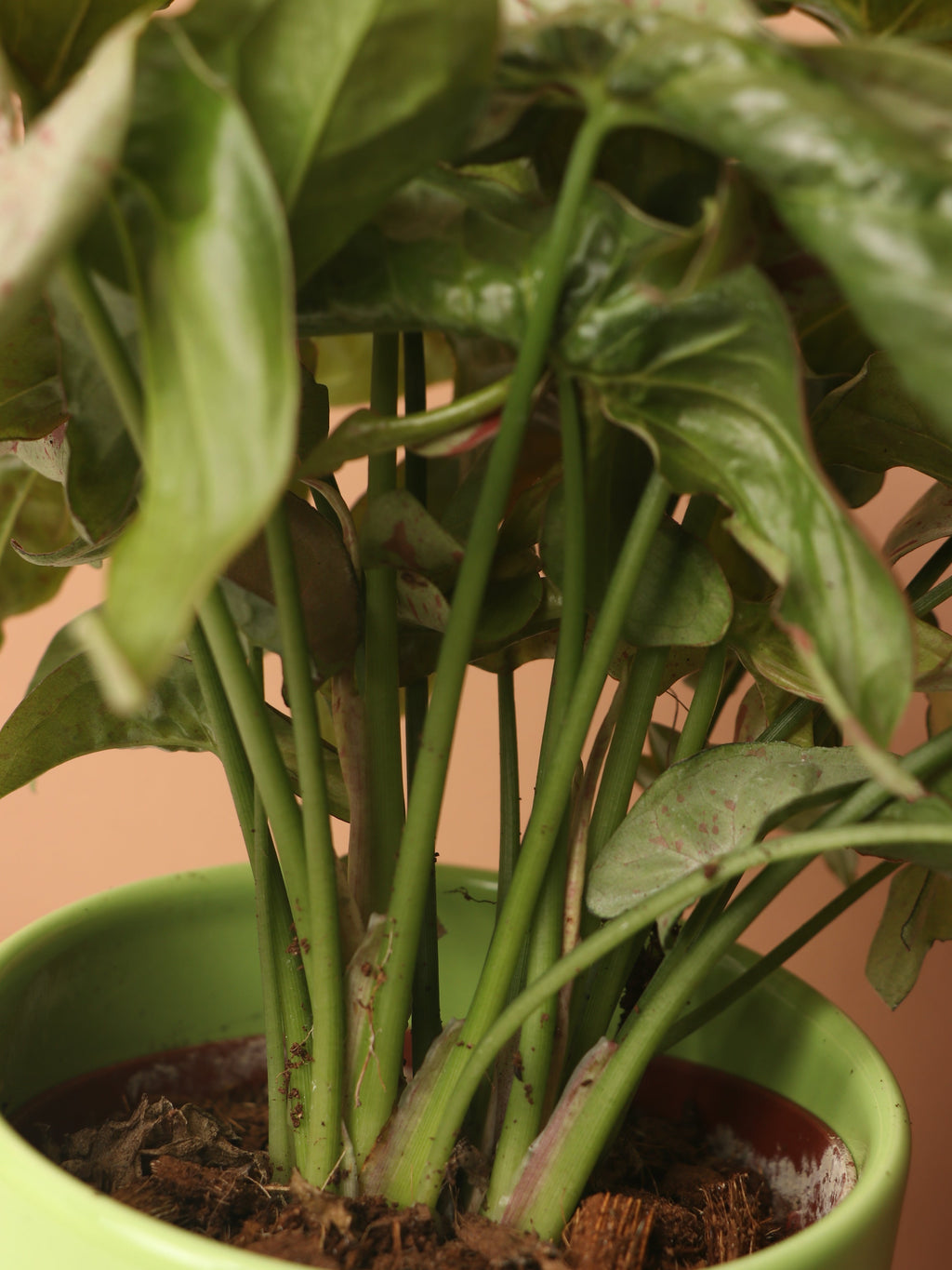 Medium Pink Arrowhead Syngonium 'Neon Robusta'