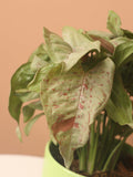 Medium Pink Arrowhead Syngonium 'Neon Robusta'