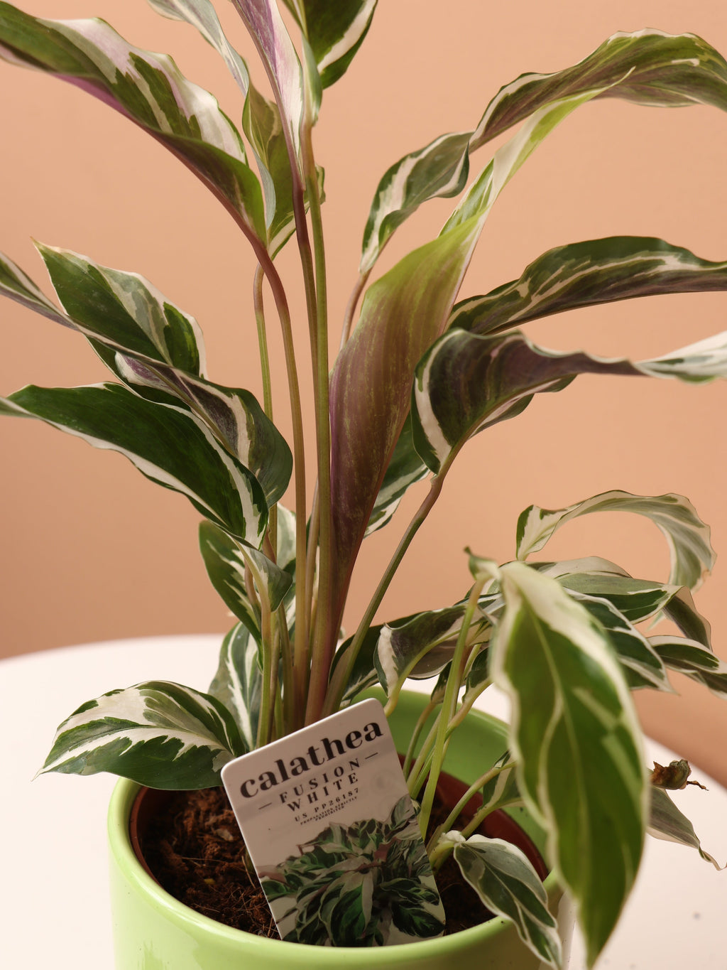 Small Calathea 'White Fusion'