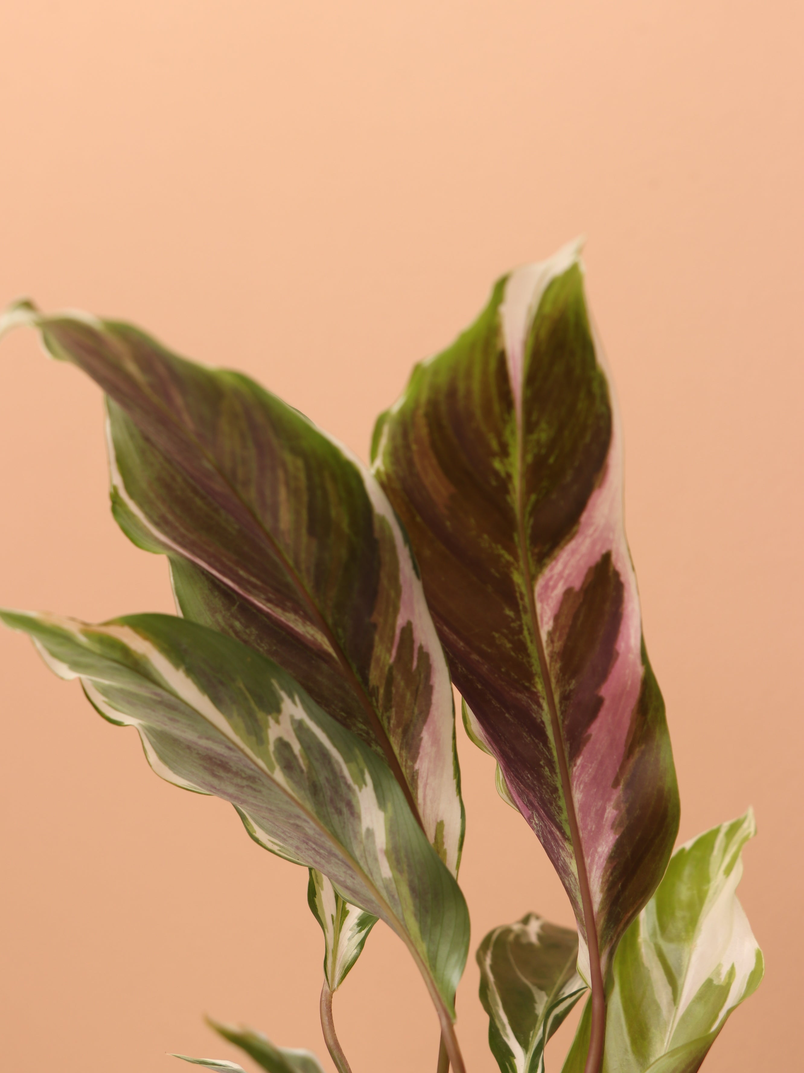 Small Calathea 'White Fusion'