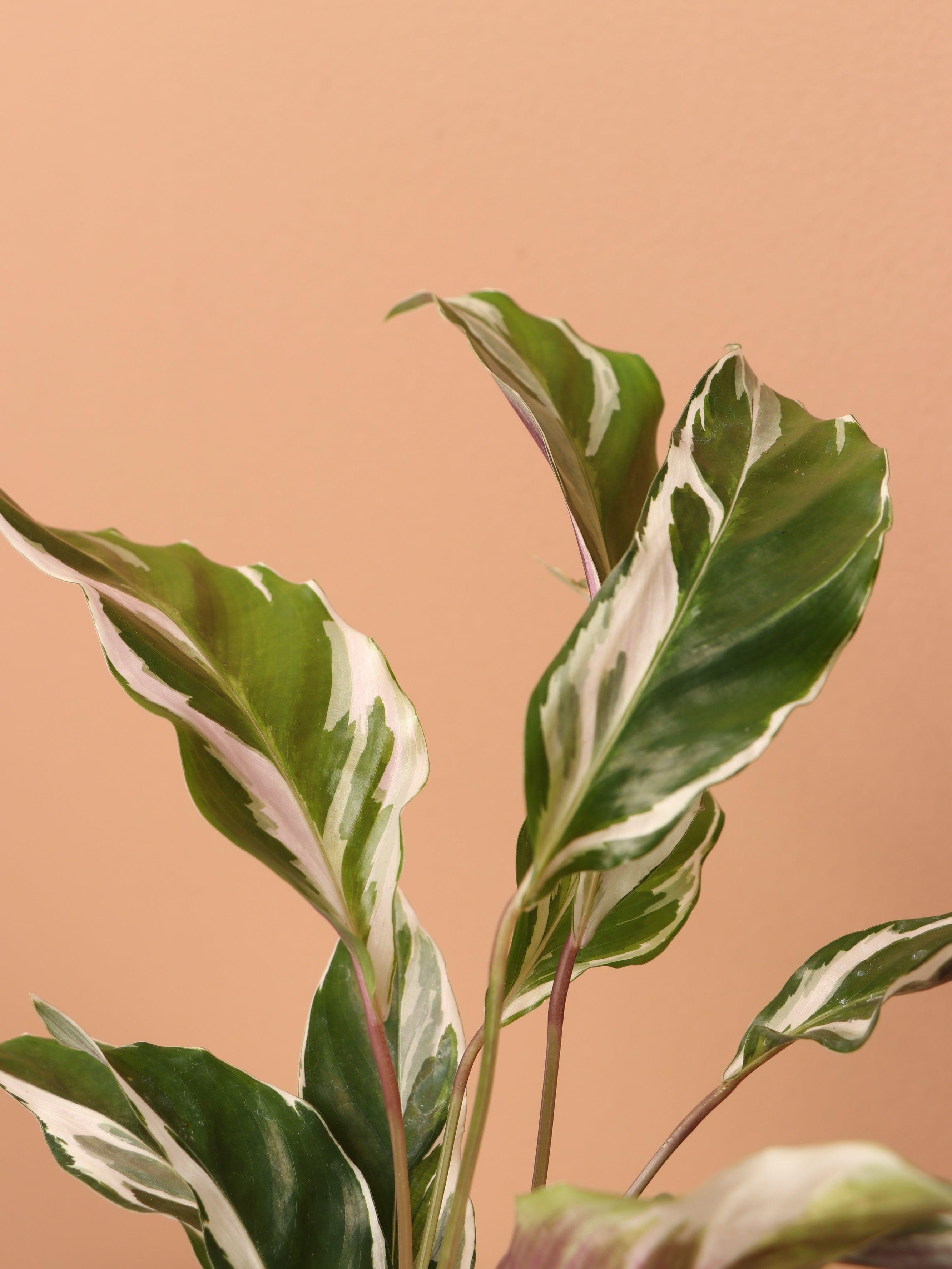 Small Calathea 'White Fusion'