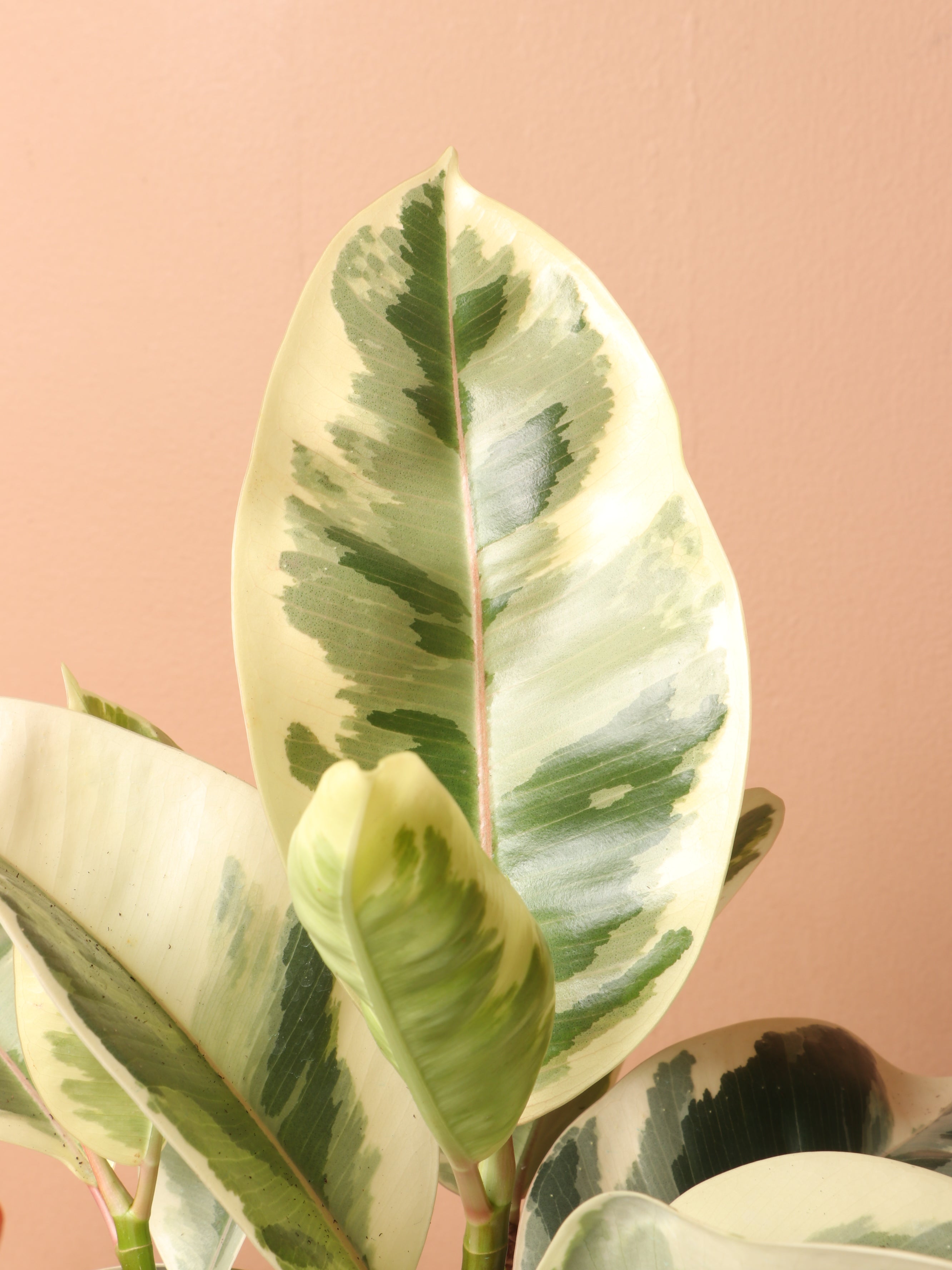 Medium Ficus 'Tineke'