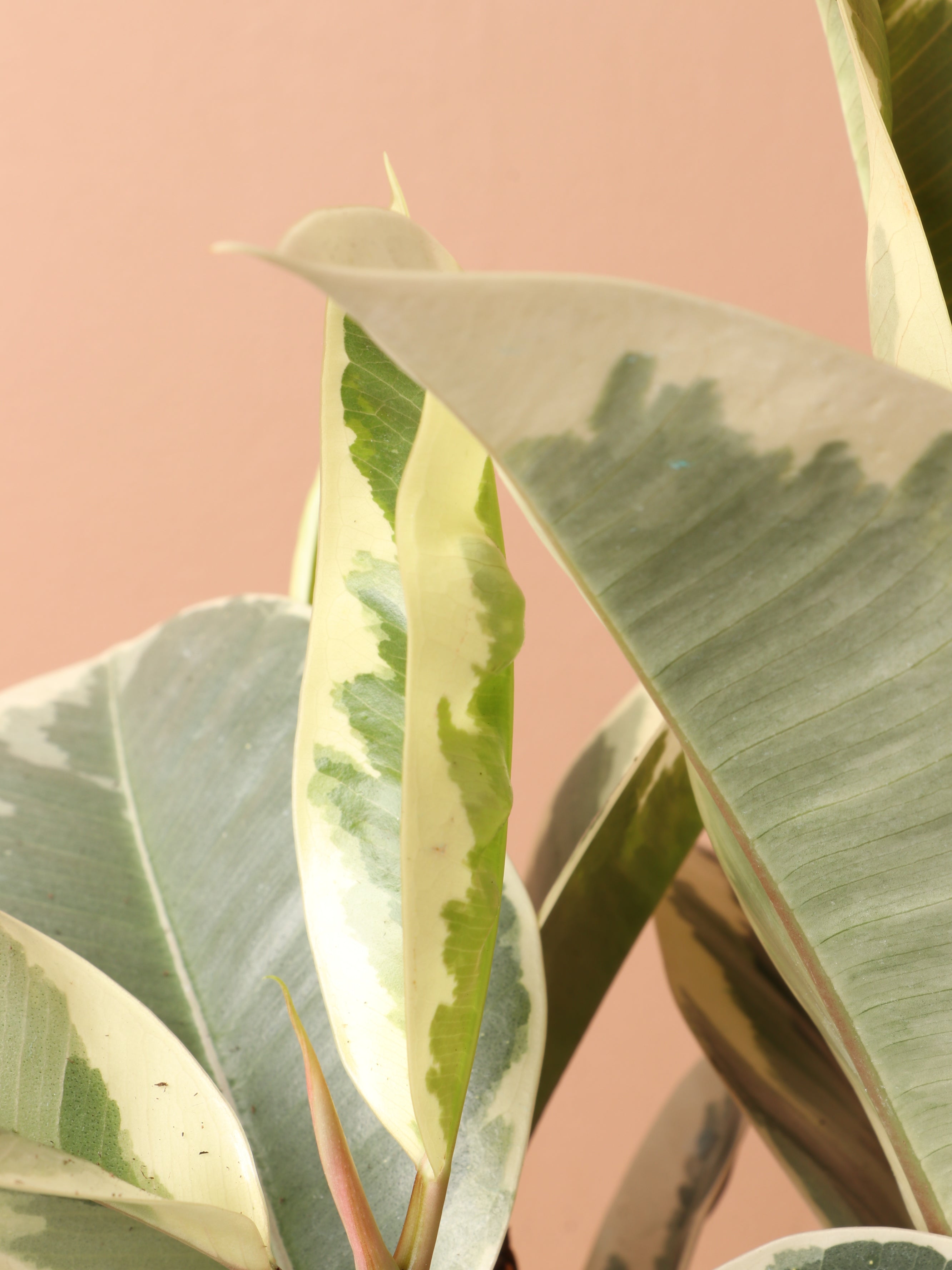 Medium Ficus 'Tineke'