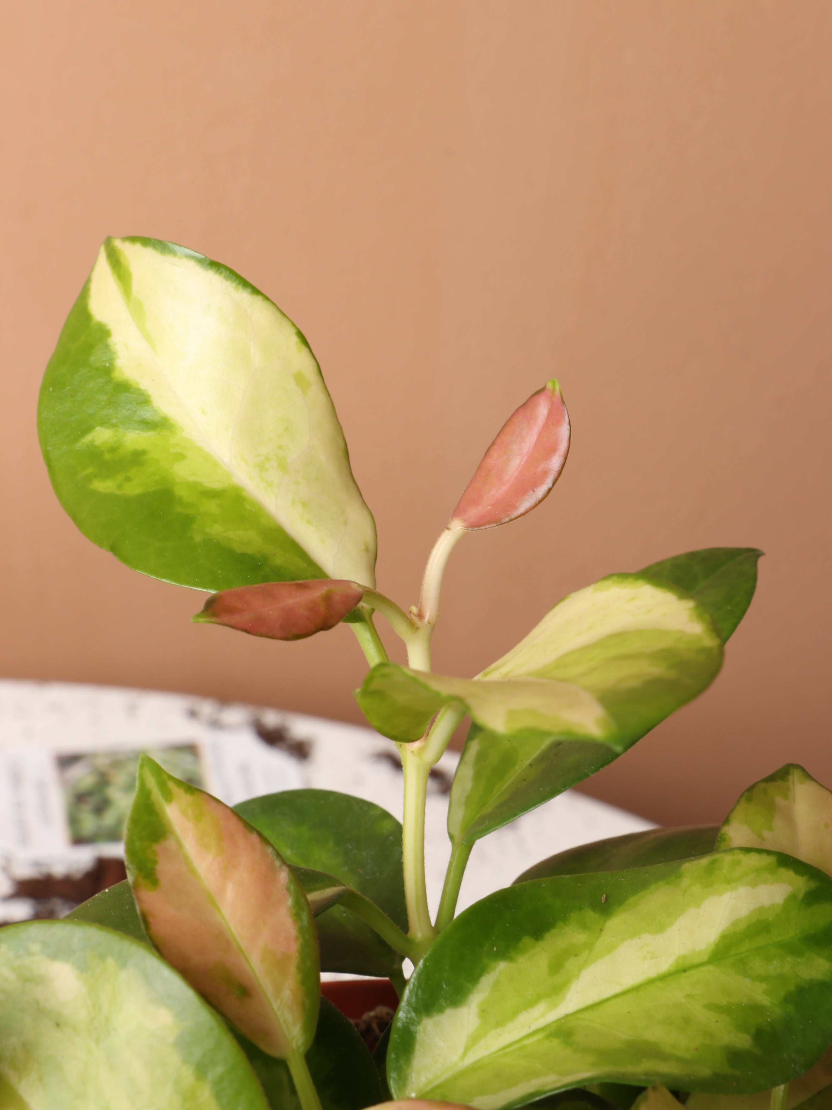 Medium Hoya Australis 'Lisa'