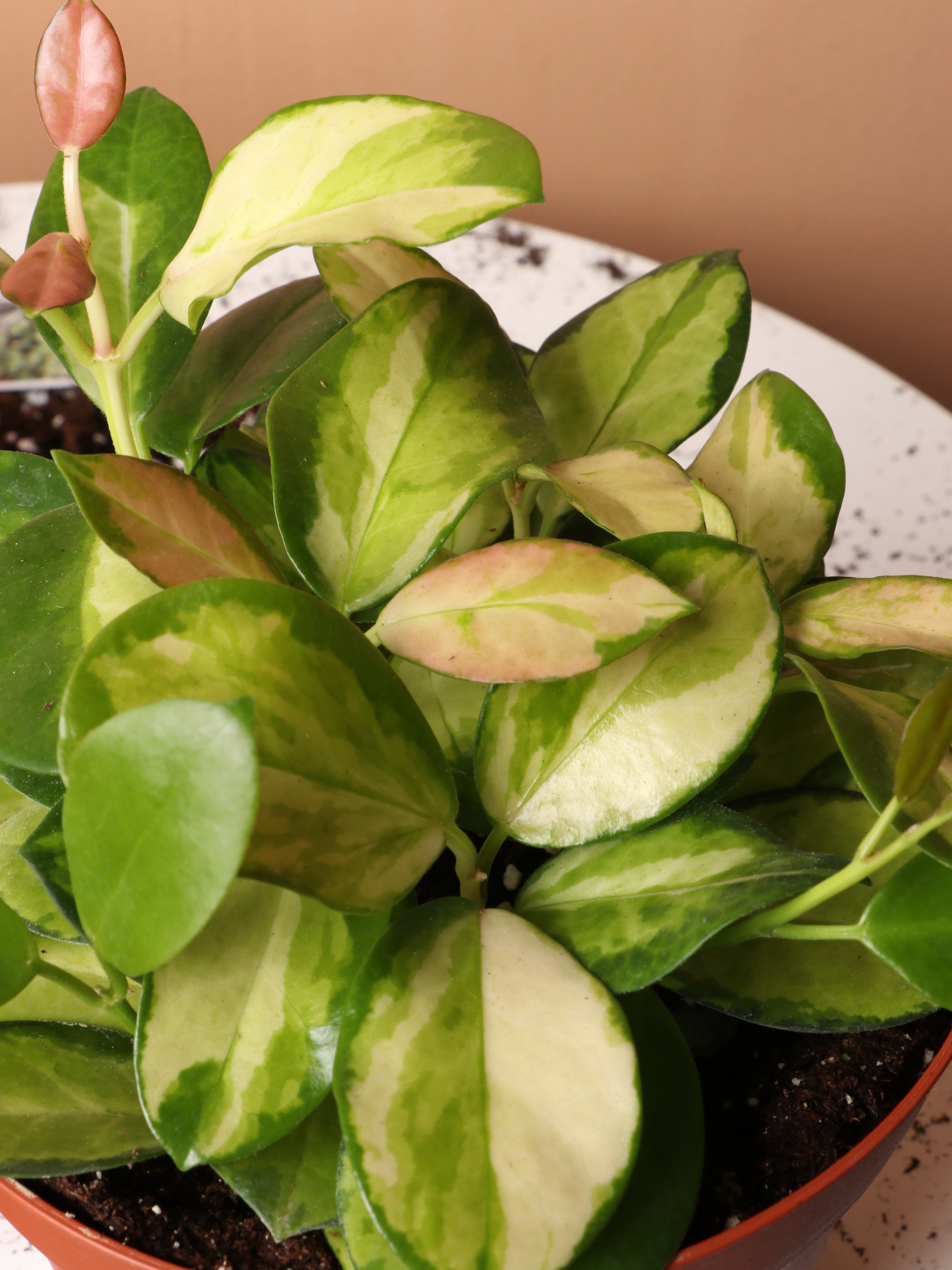 Medium Hoya Australis 'Lisa'