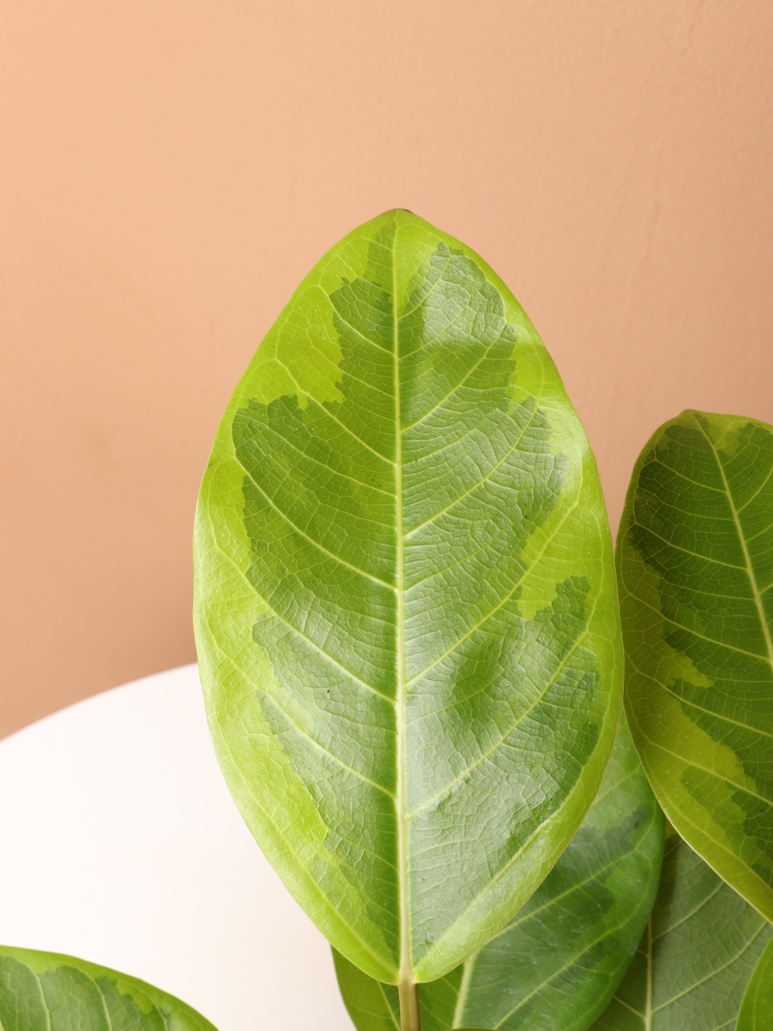 Medium Ficus Altissima