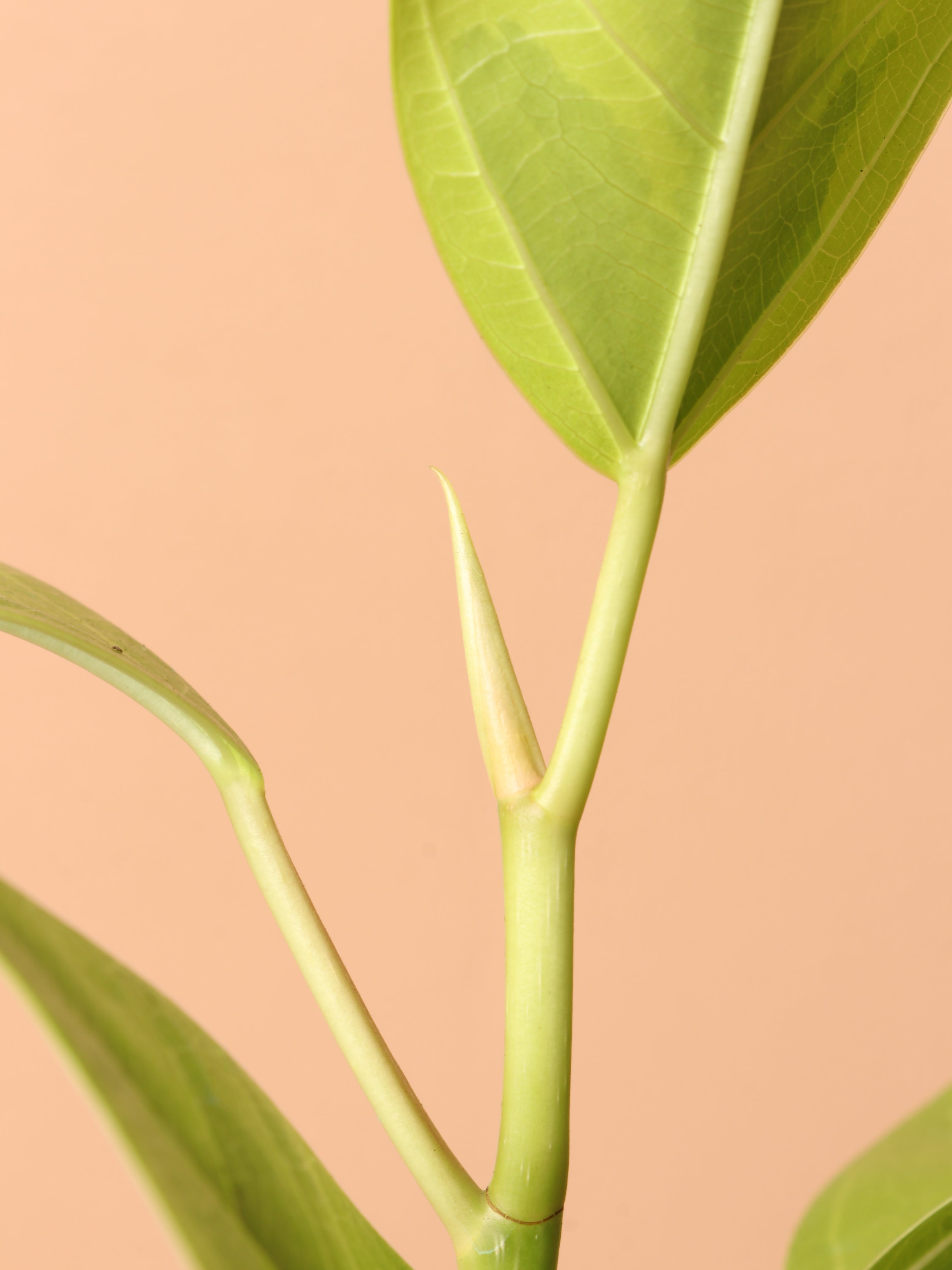 Medium Ficus Altissima