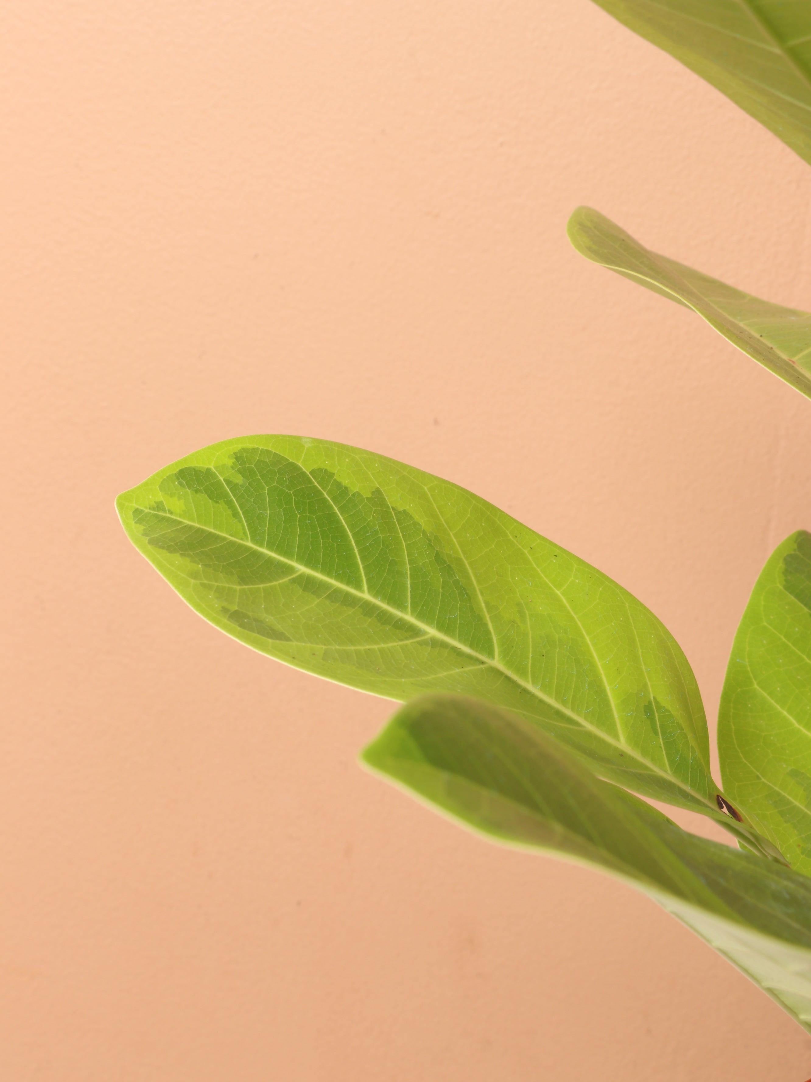 Medium Ficus Altissima