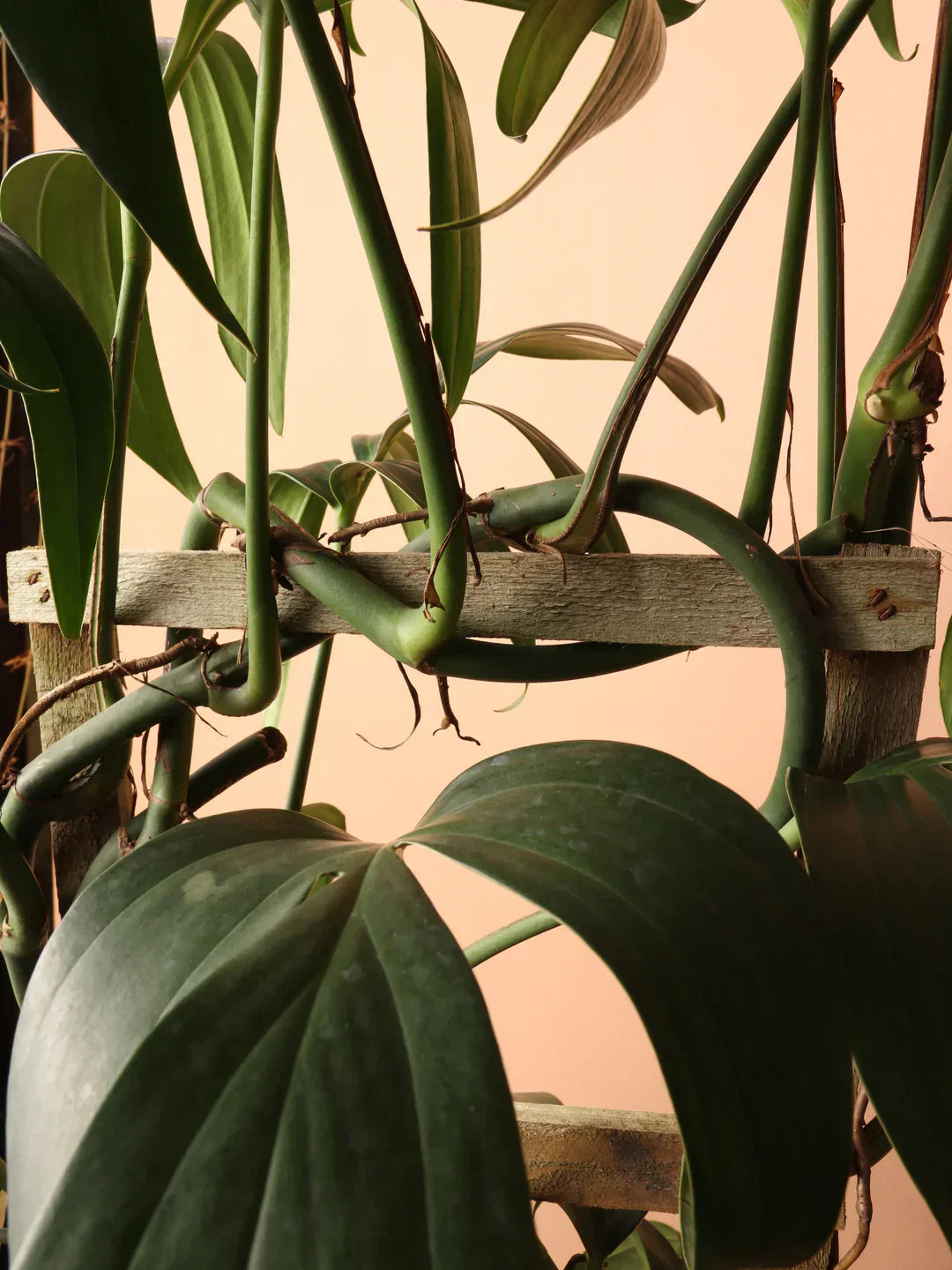 Large Philodendron Dragon Tail Pole