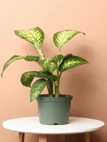 A Valentine's Mystery! (Desktop Size)