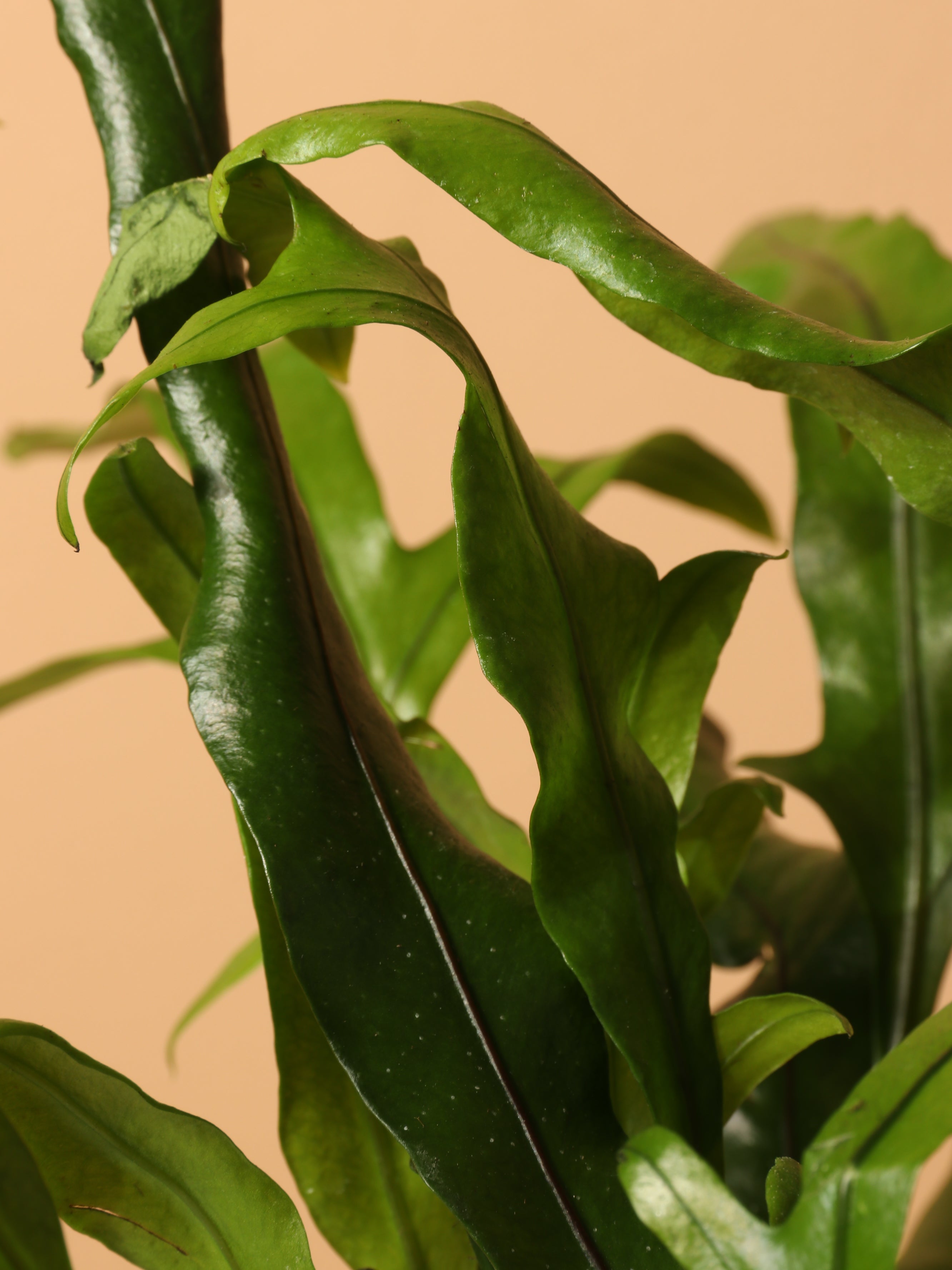 Medium Kangaroo Paw Fern