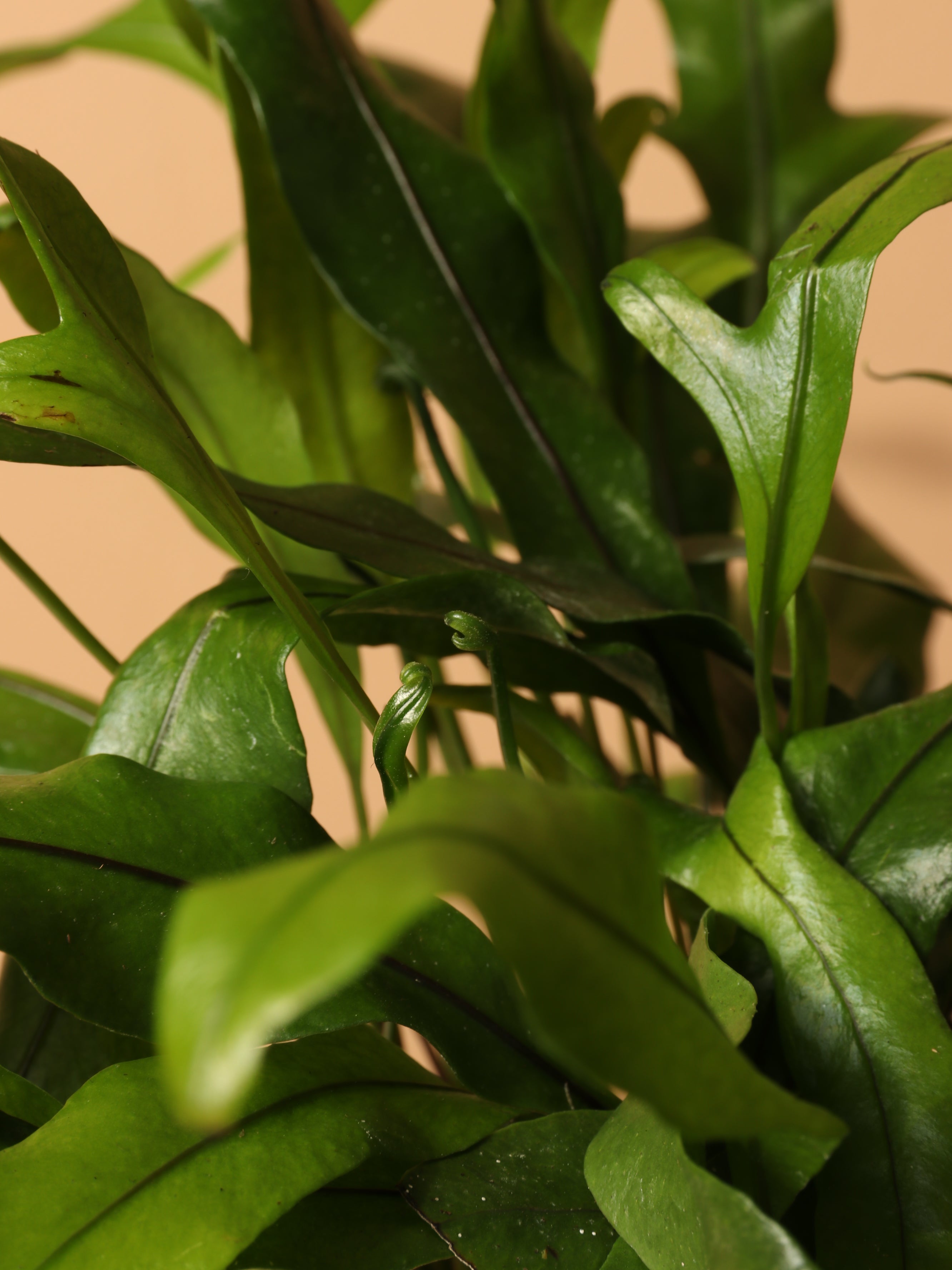 Medium Kangaroo Paw Fern