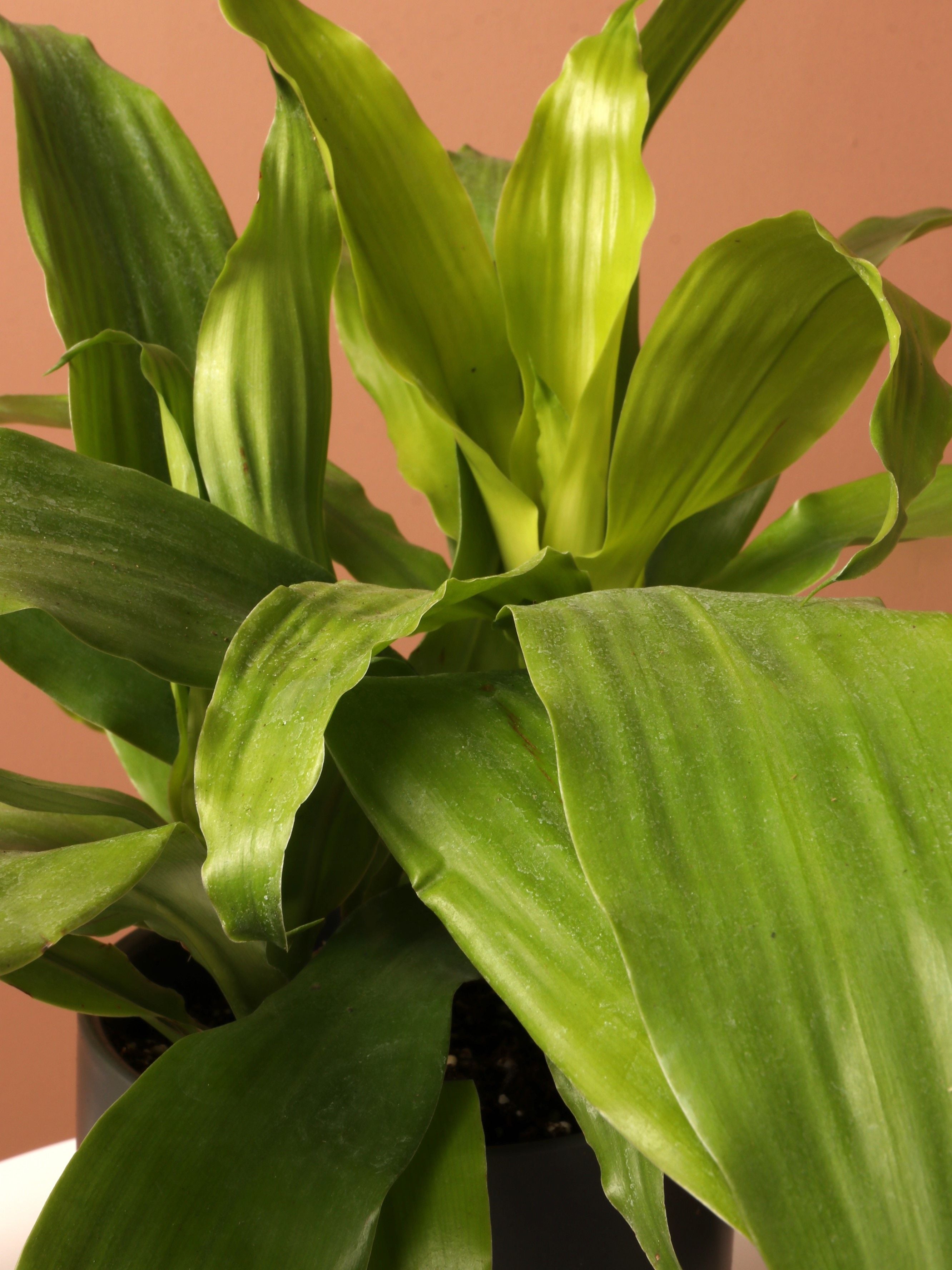 Medium Dracena Janet Craig 'Limelight'