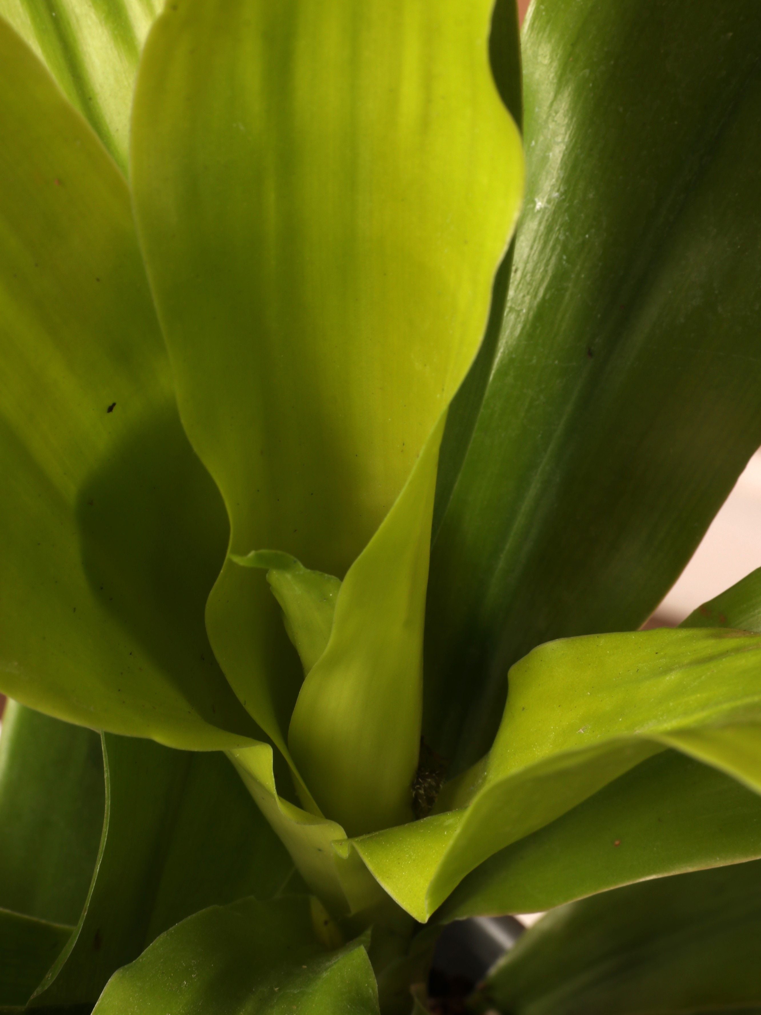 Medium Dracena Janet Craig 'Limelight'