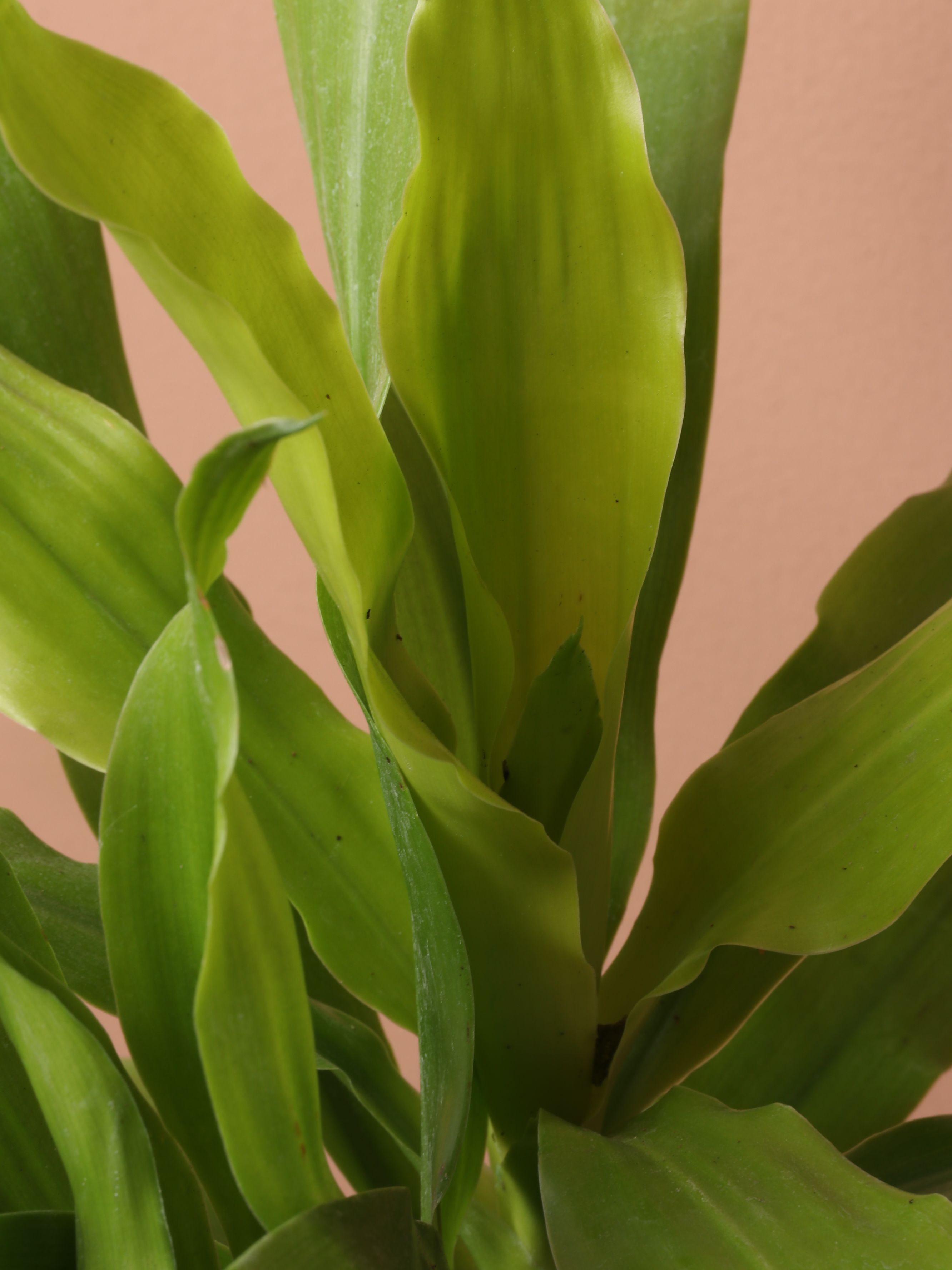 Medium Dracena Janet Craig 'Limelight'