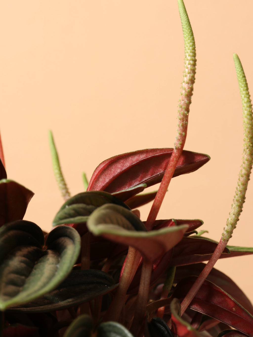 Small Peperomia Rosso