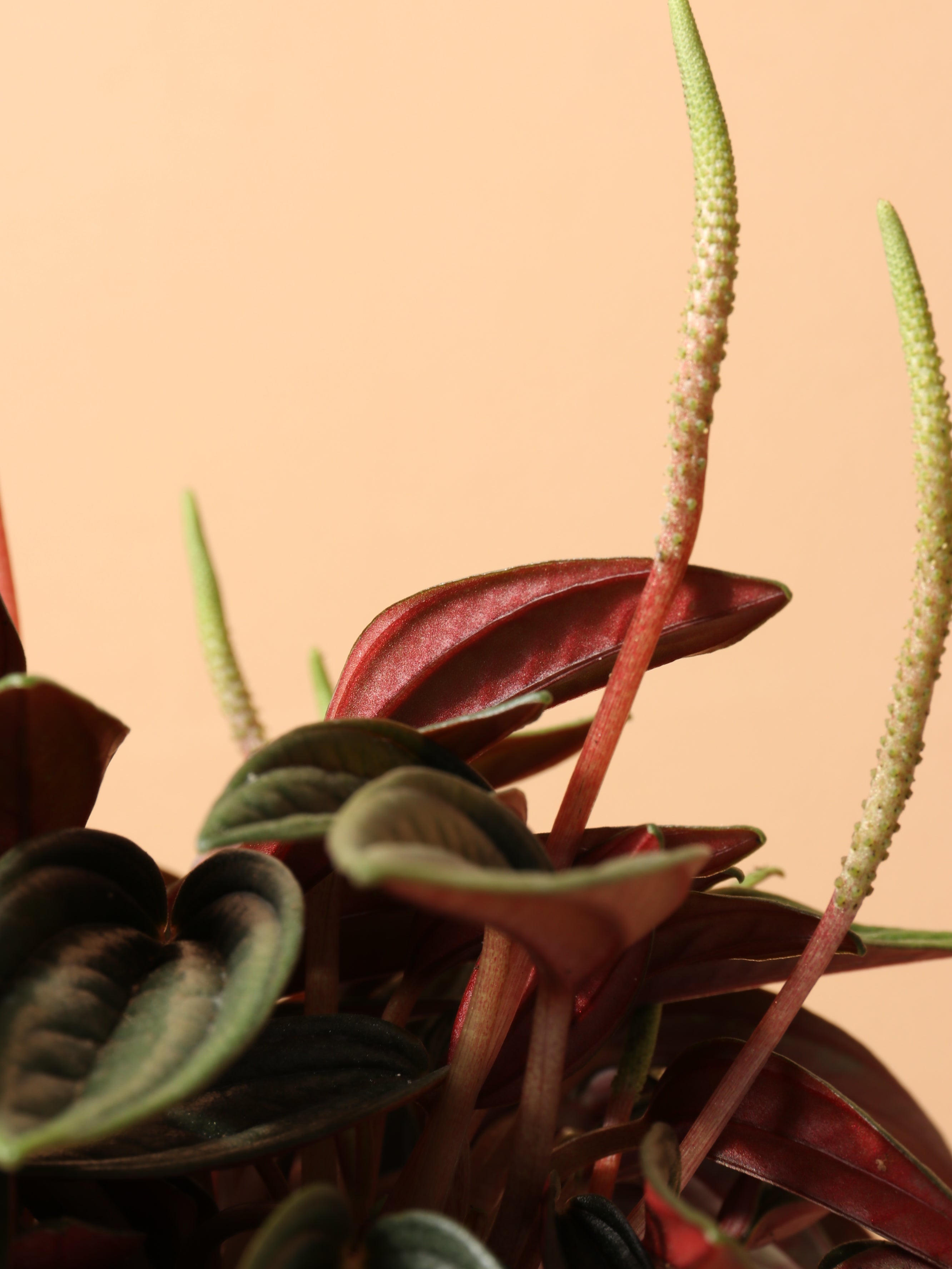 Small Peperomia Rosso