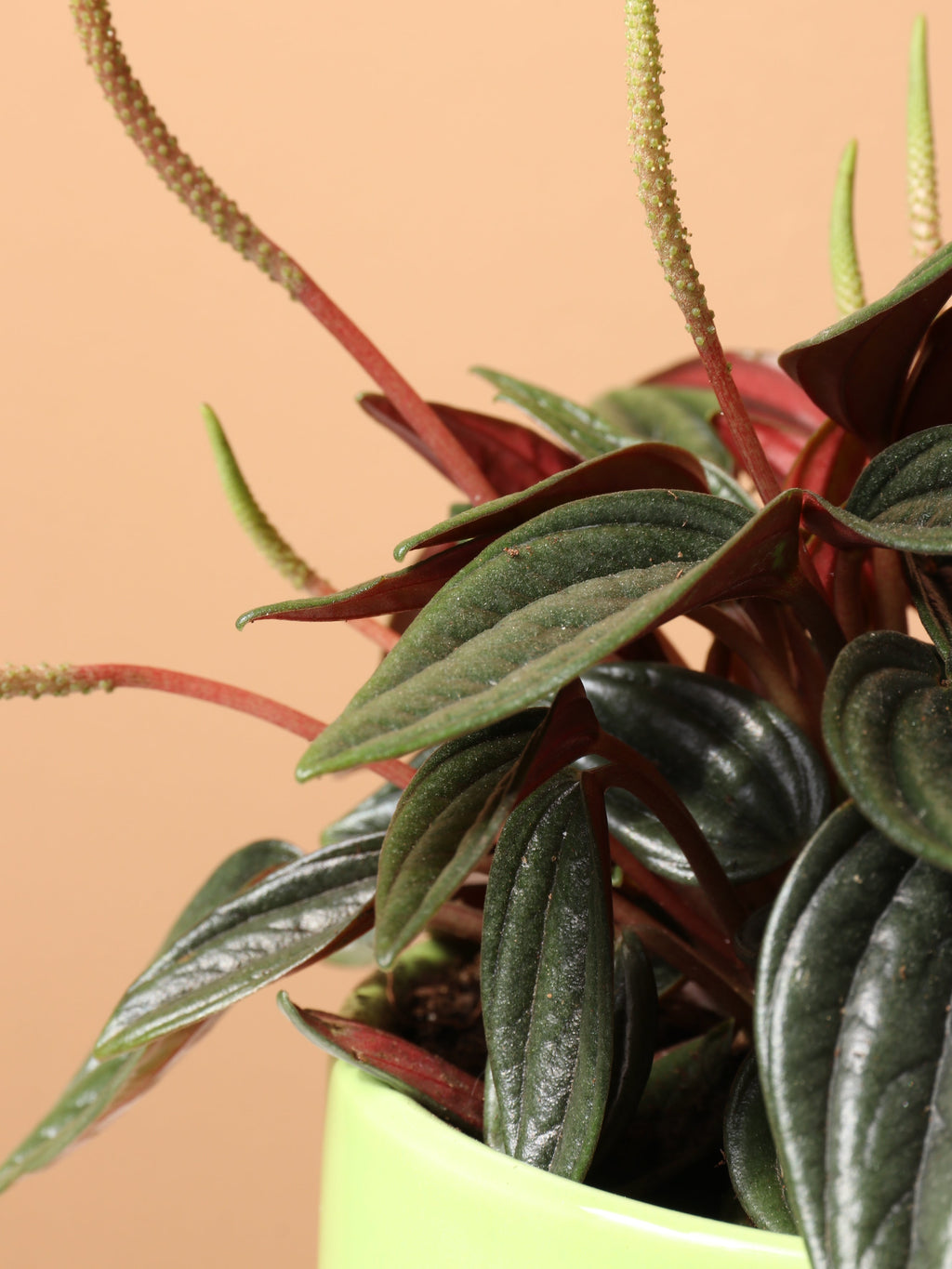 Small Peperomia Rosso