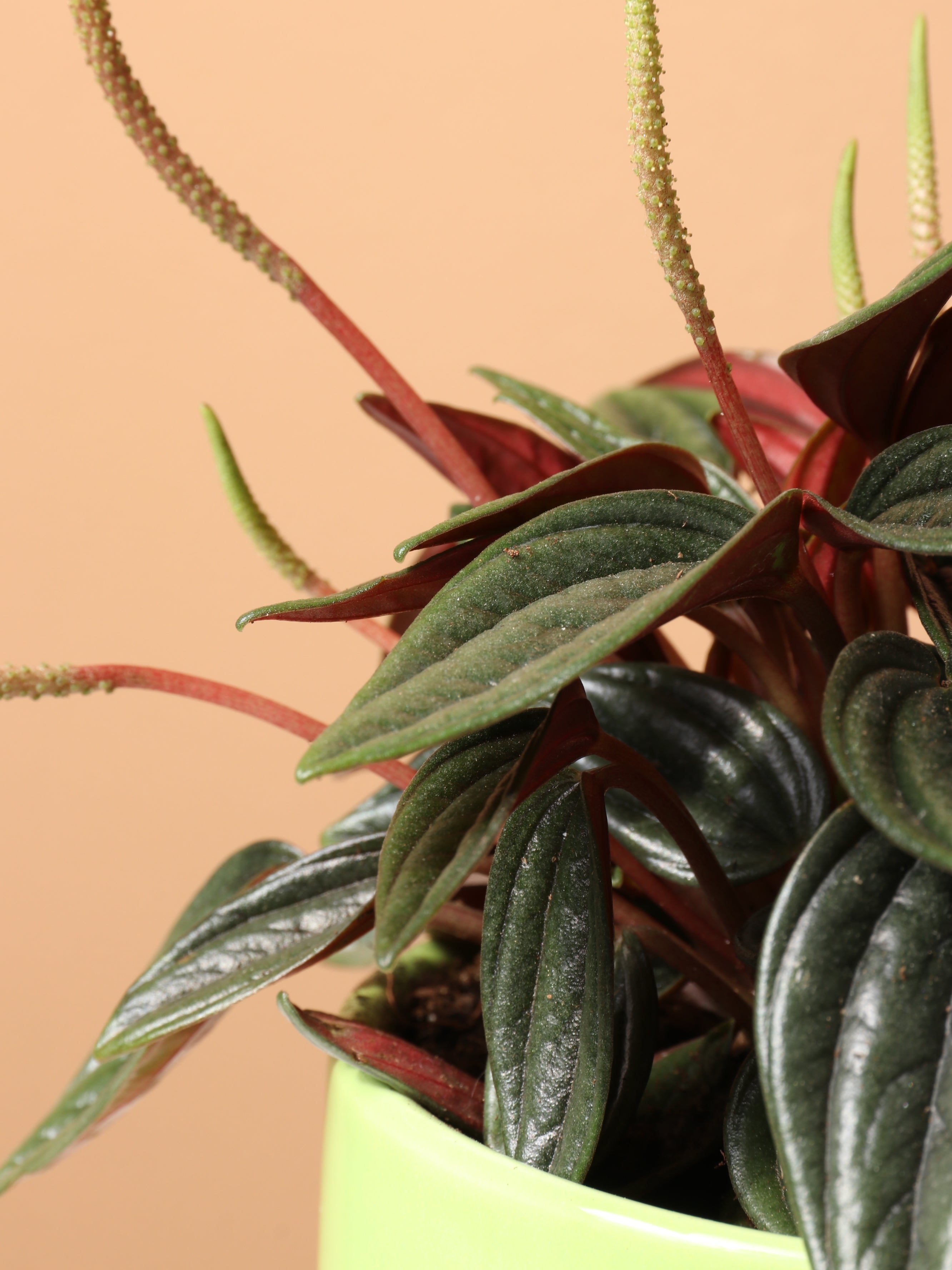 Small Peperomia Rosso