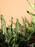 Full Size Philodendron Selloum