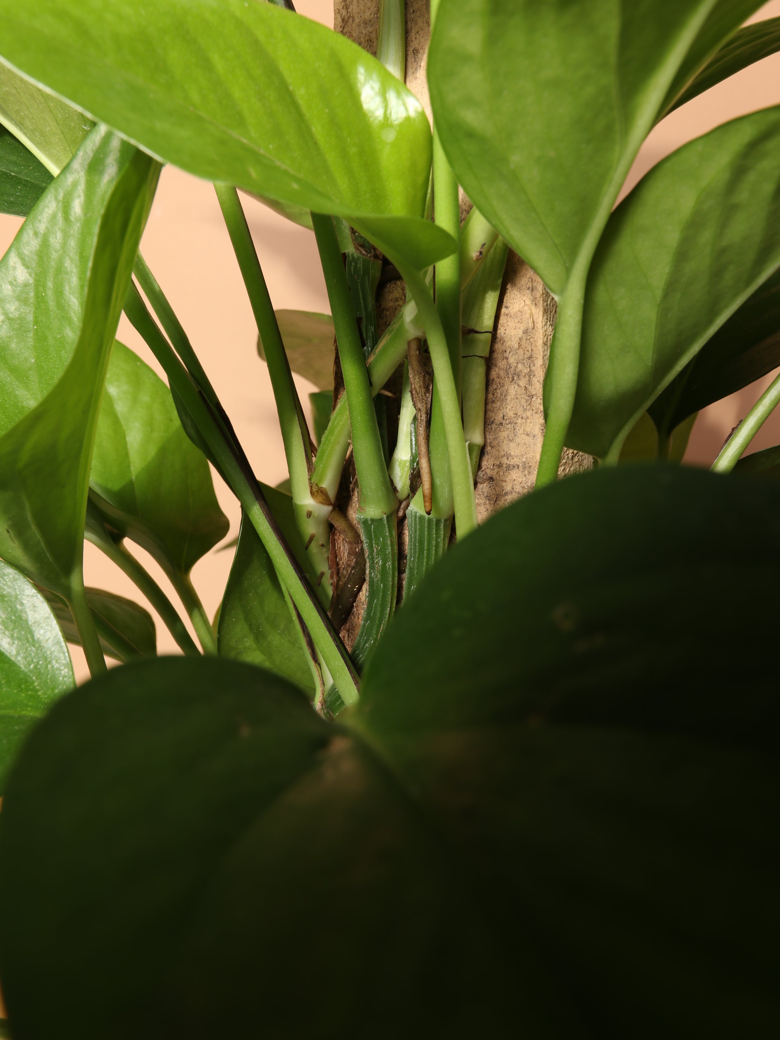 Medium Pothos Pole