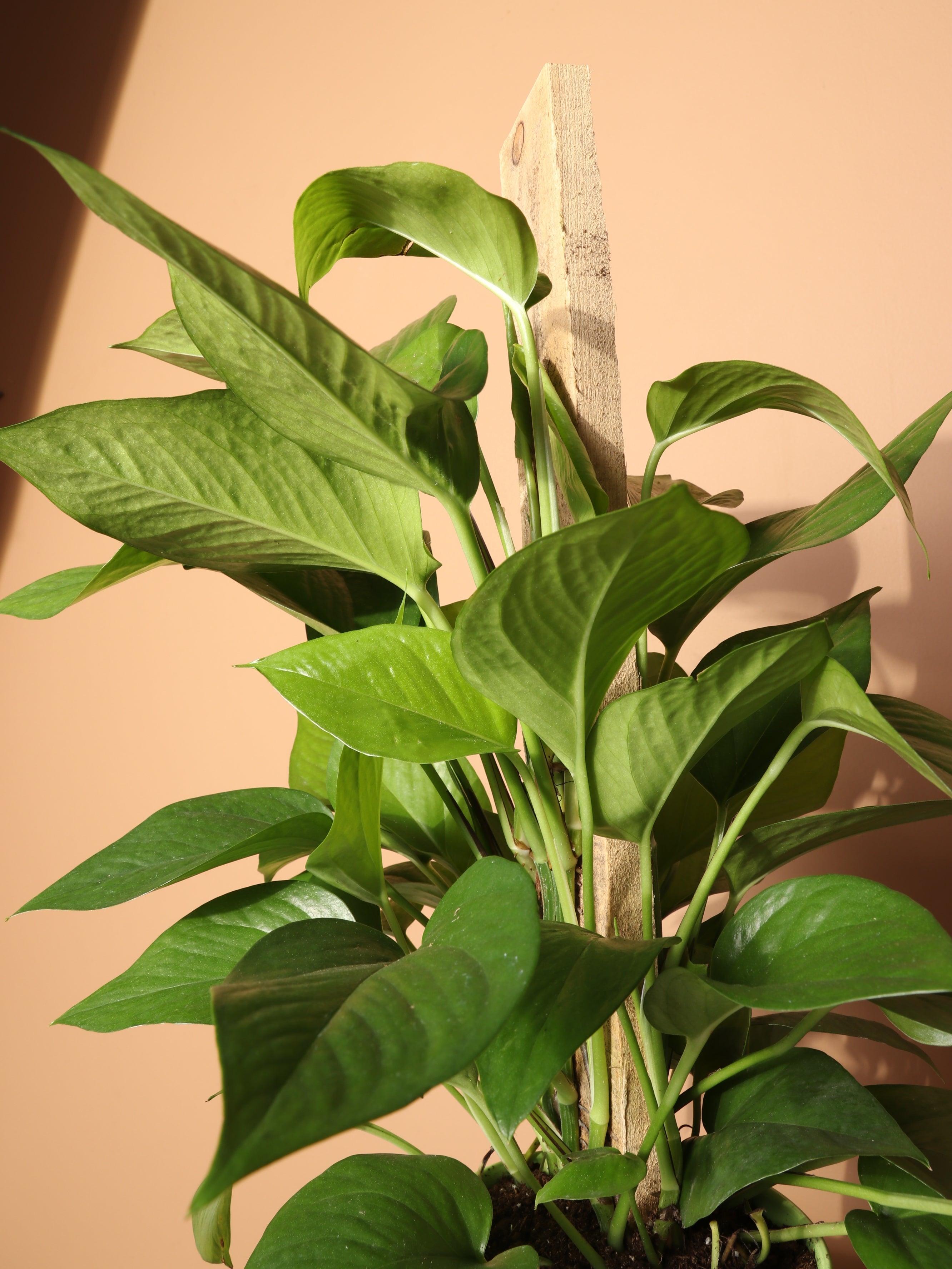 Medium Pothos Pole