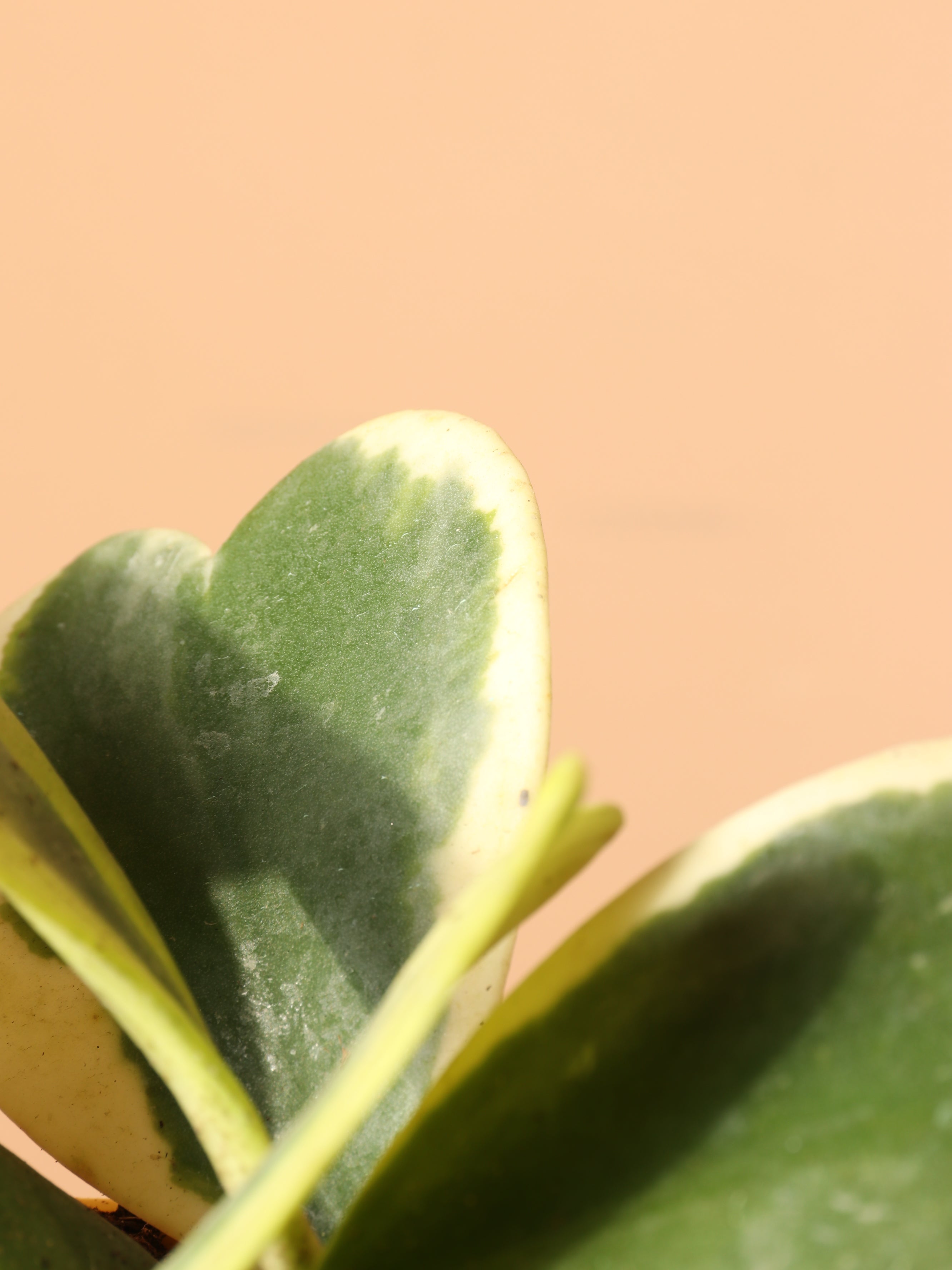 Small Hoya 'Kerrii' Variegated (Hoya Heart)