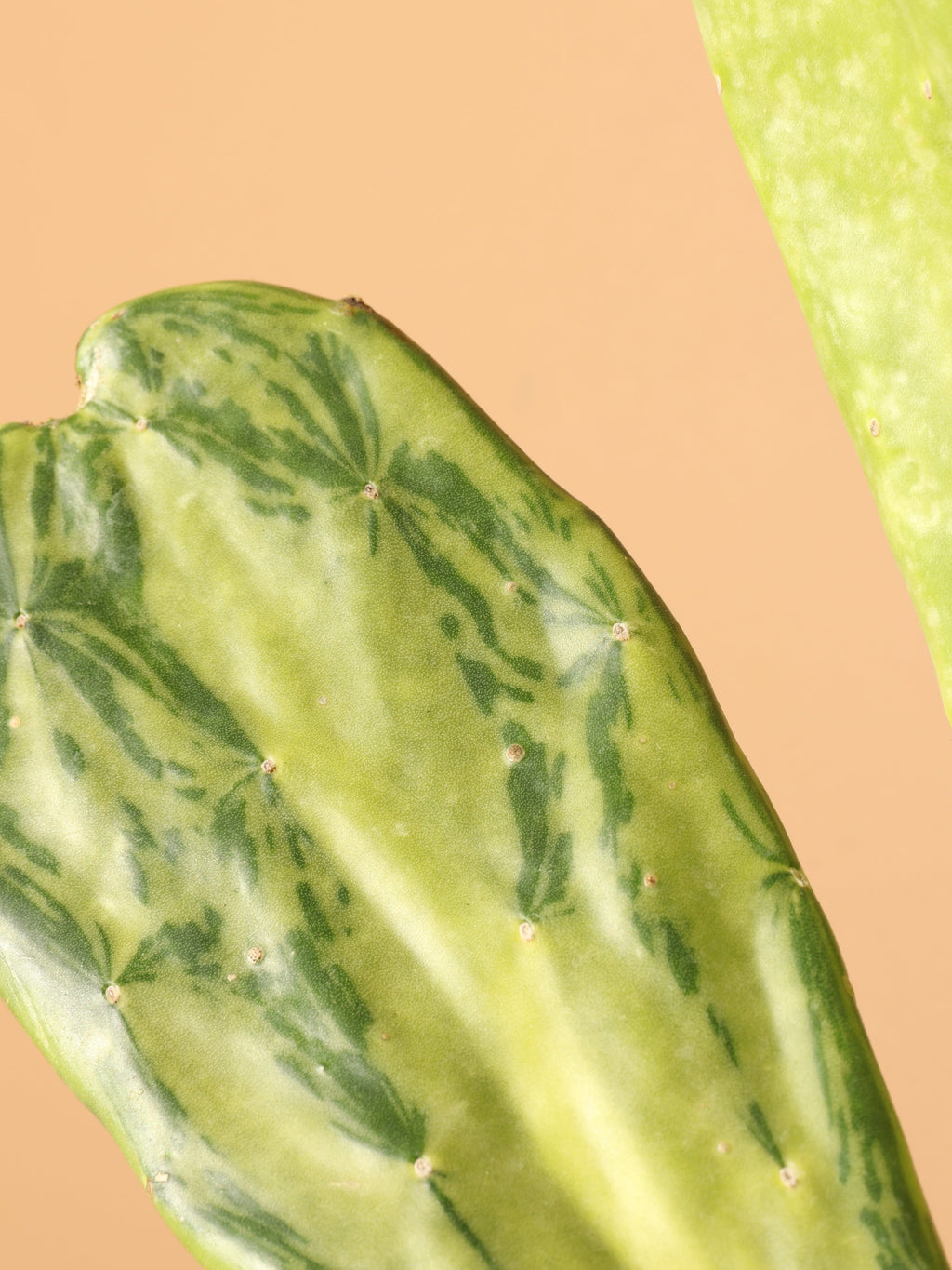 Medium Variegated Prickly Pear Cactus